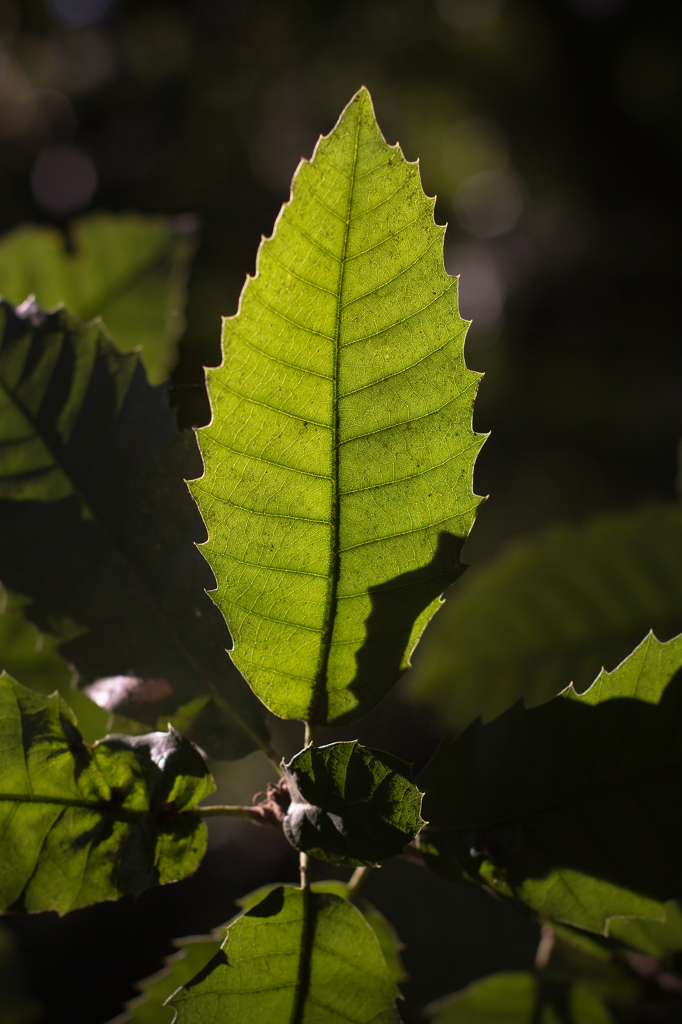glowing leaf