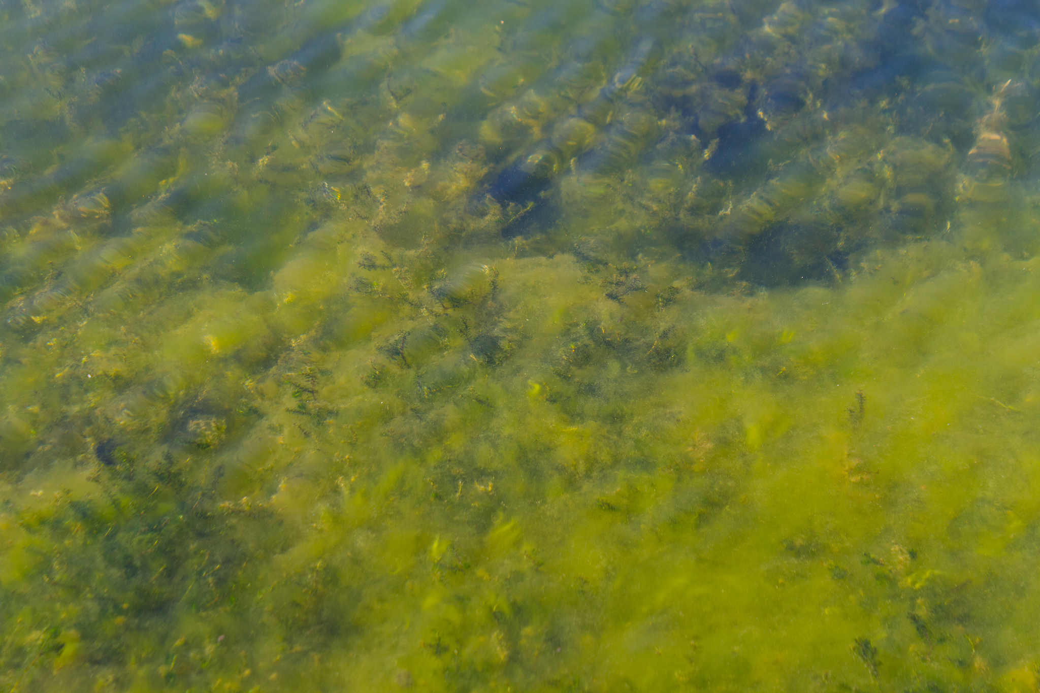 哪些生物特征会影响水质