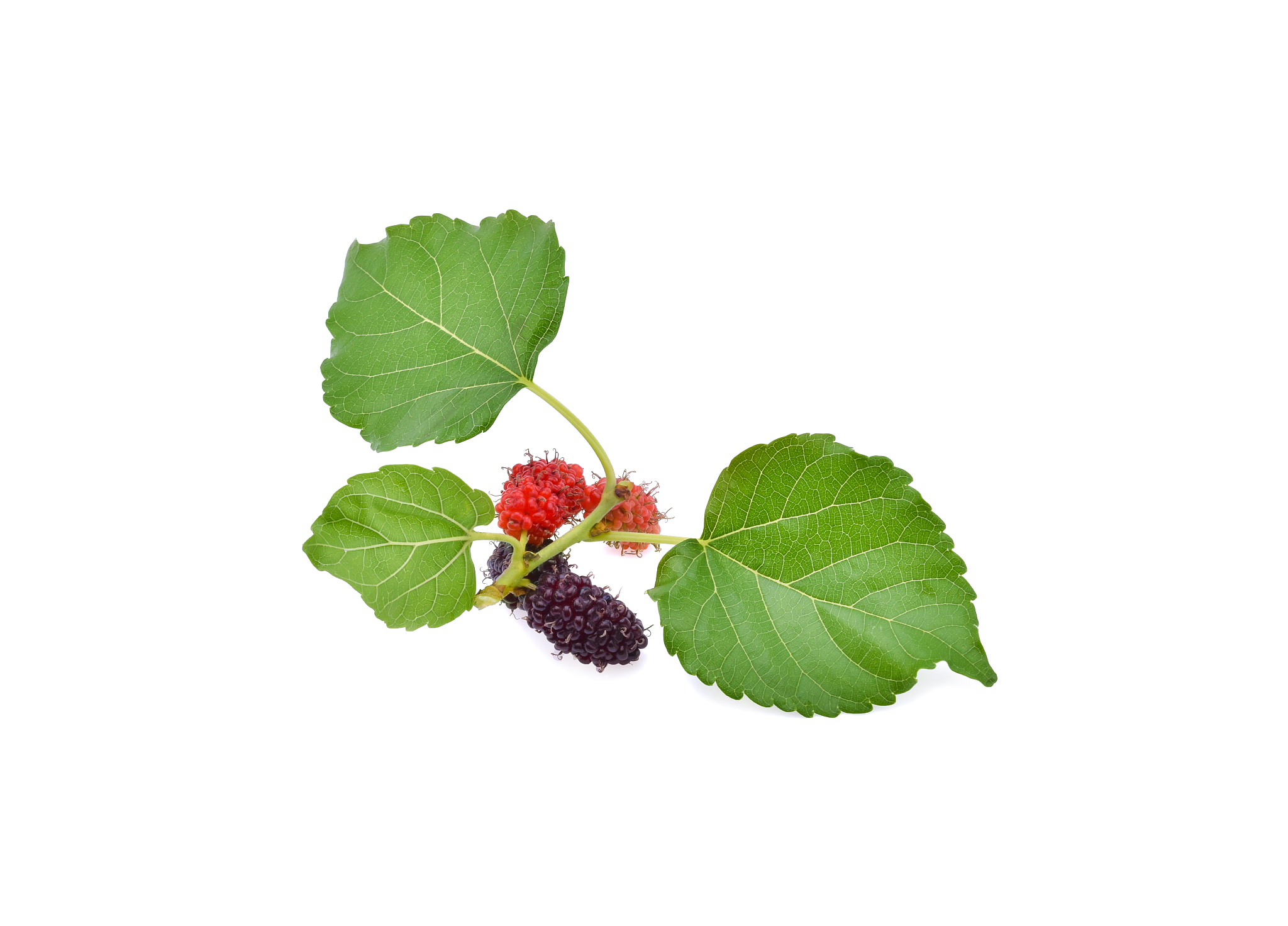 美罗国际桑叶猴菇粉可以降低胆固醇吗？