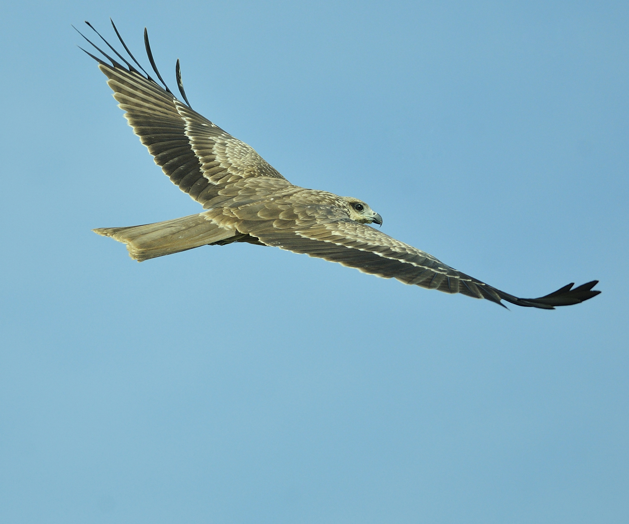 动物学实习心得体会：收获与感悟