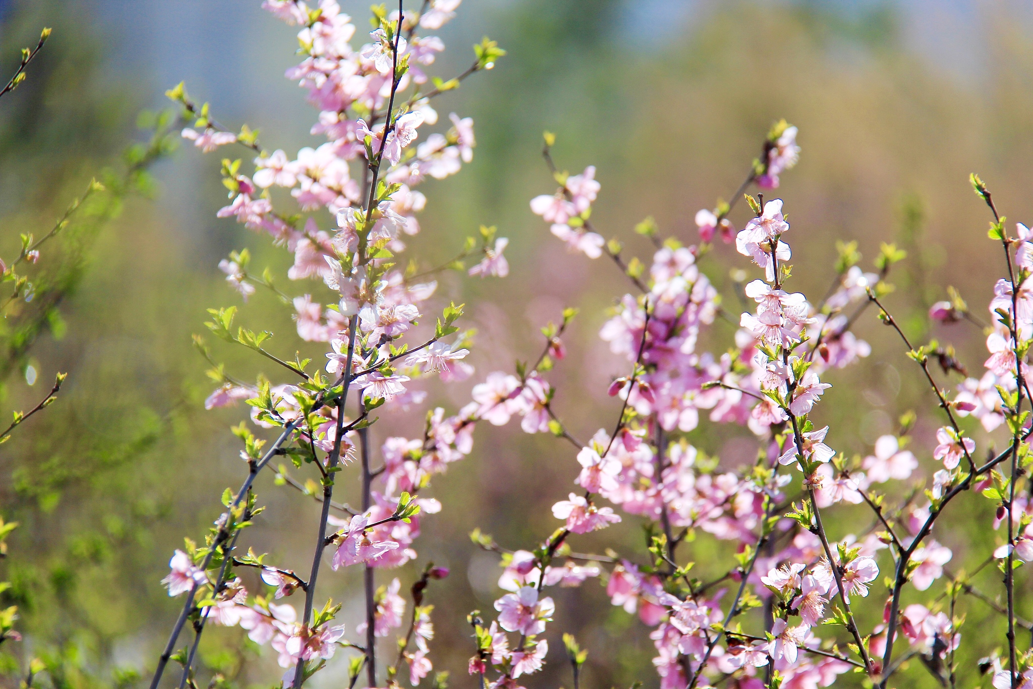 春回大地 | 沁园春·春景 (模仿毛泽东词牌)