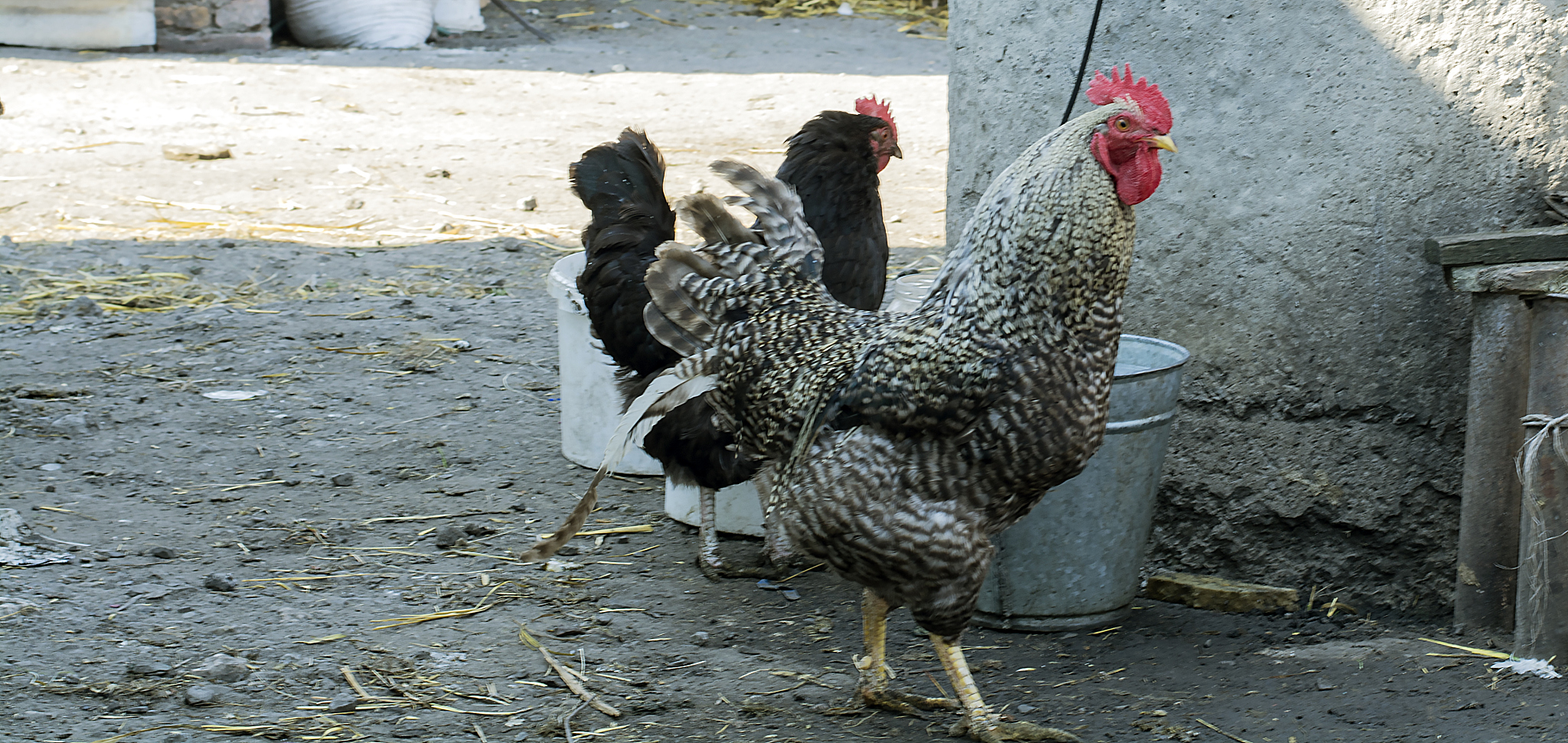 chicken