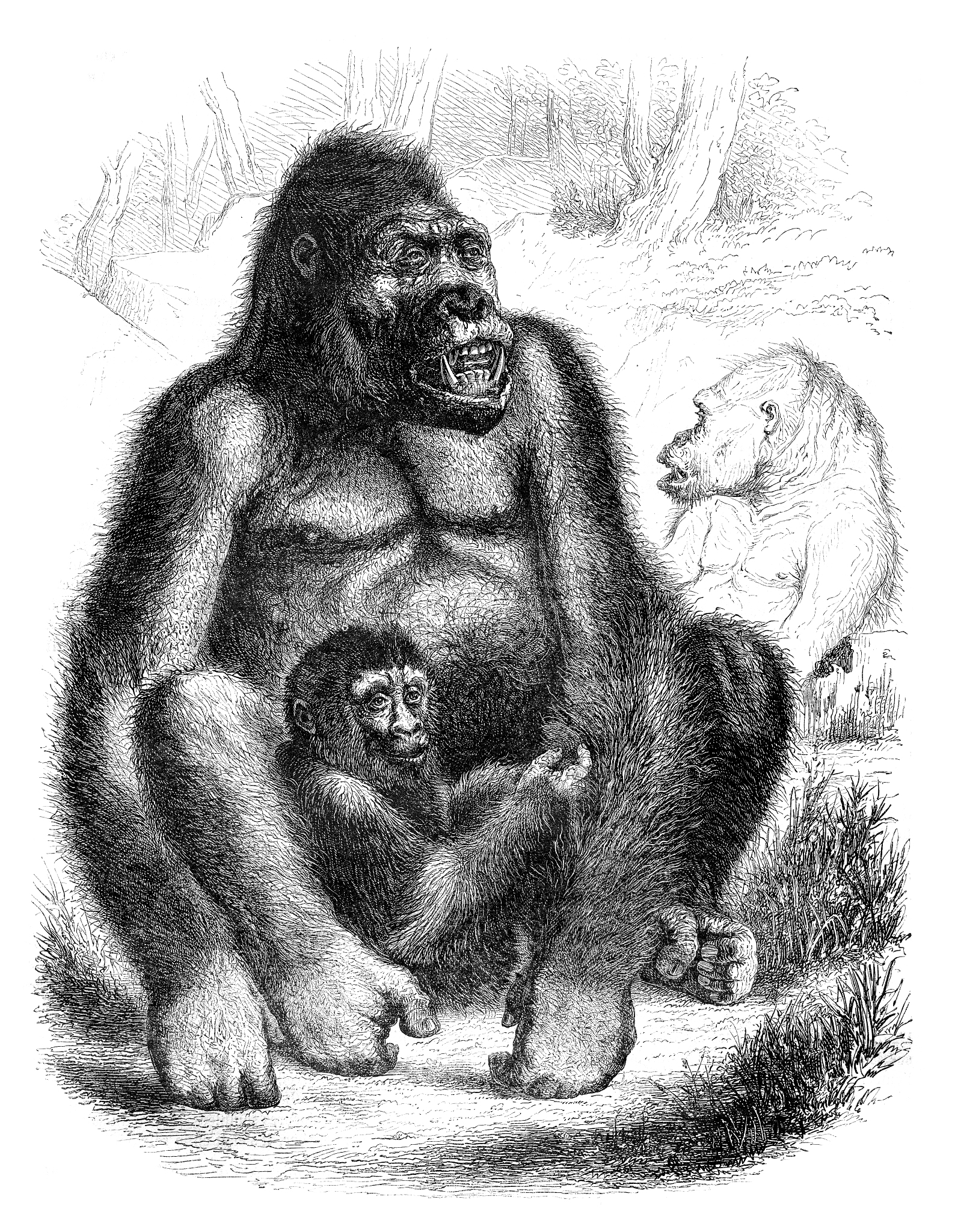 人类观察：从动物学家的视角解读人类行为 - 以黑猩猩为例