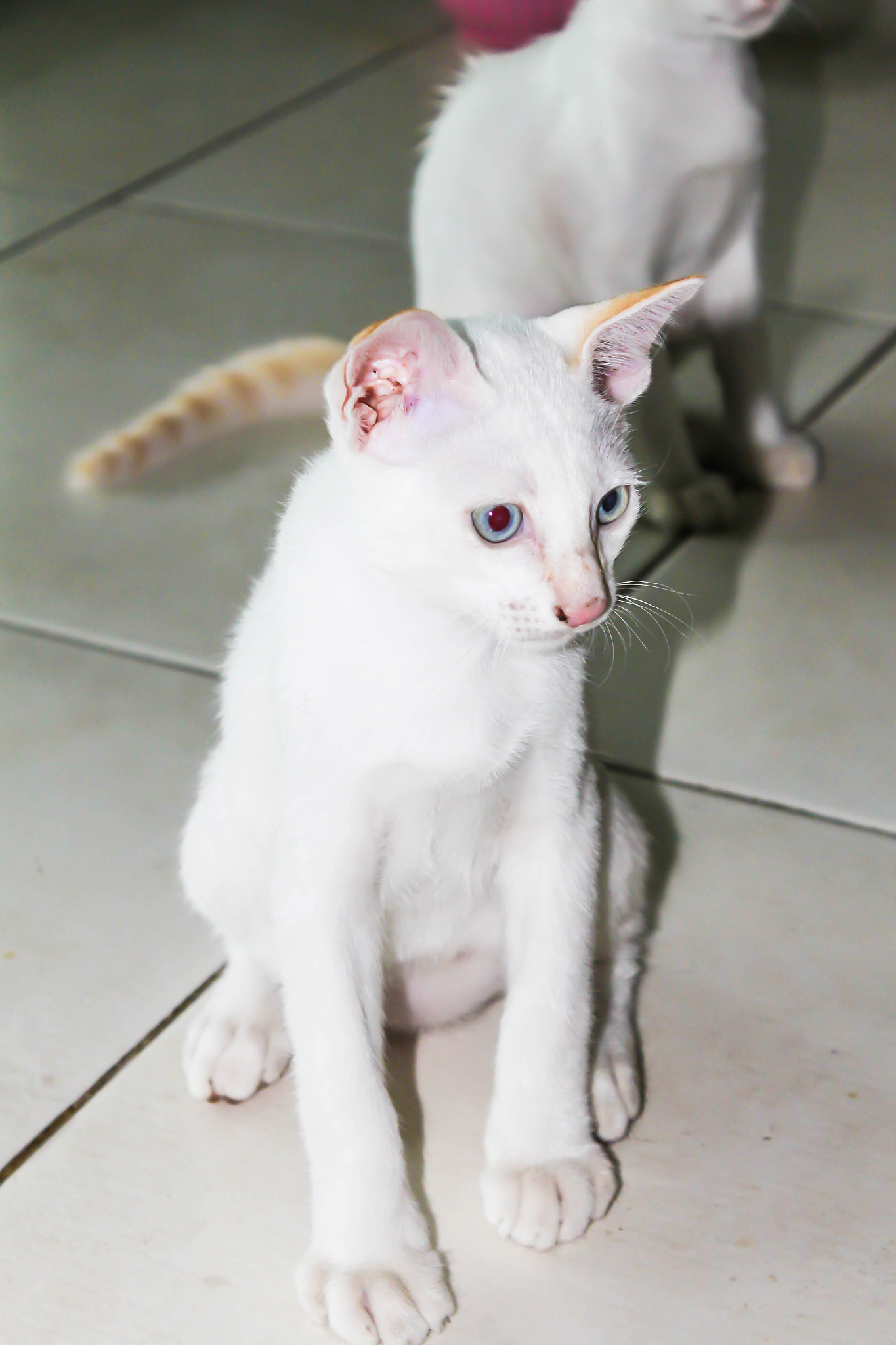 改良活疫苗接种后收容所猫细小白血病病毒DNA排毒情况研究