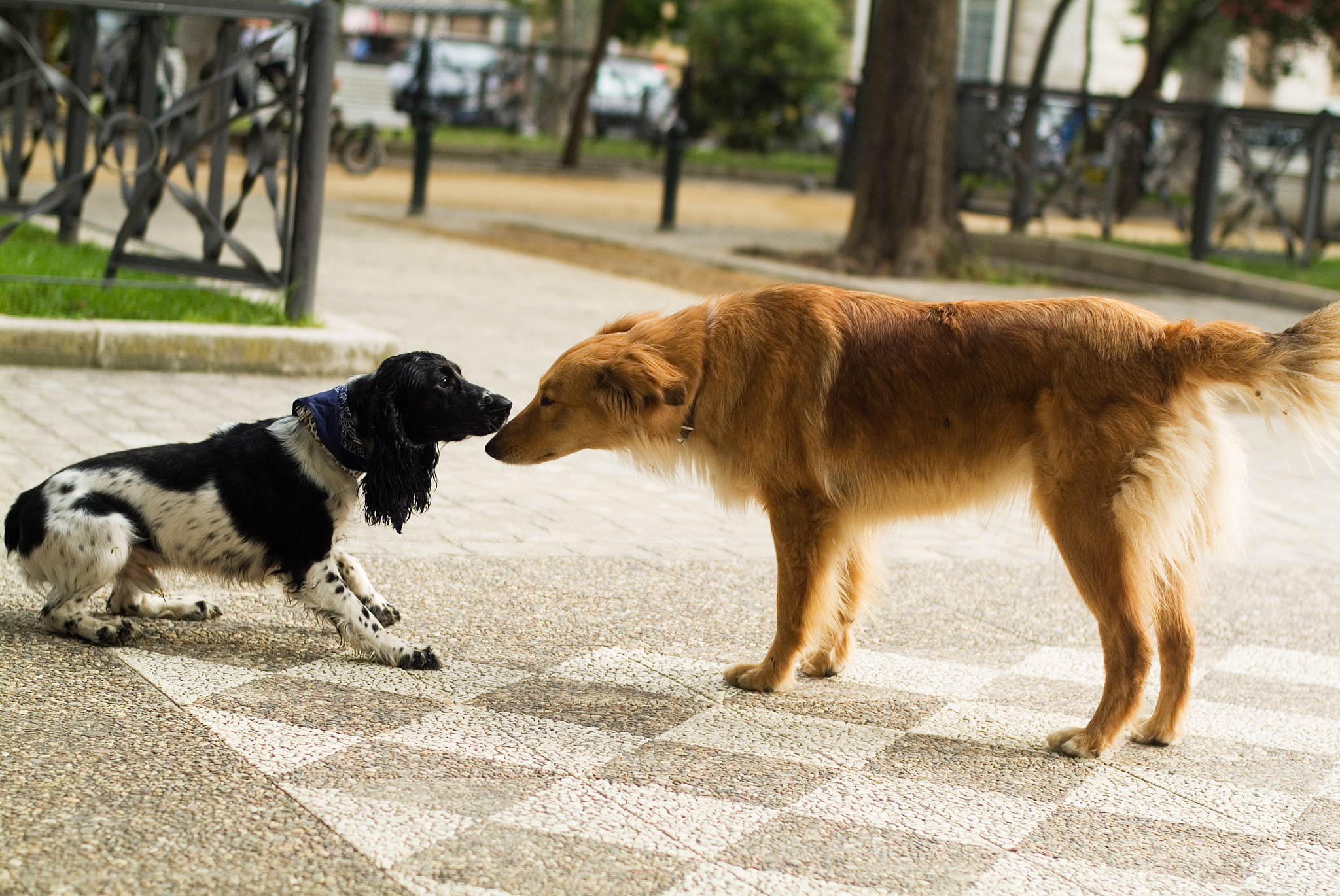 猛萌宠来袭：那些让人又爱又恨的家庭成员