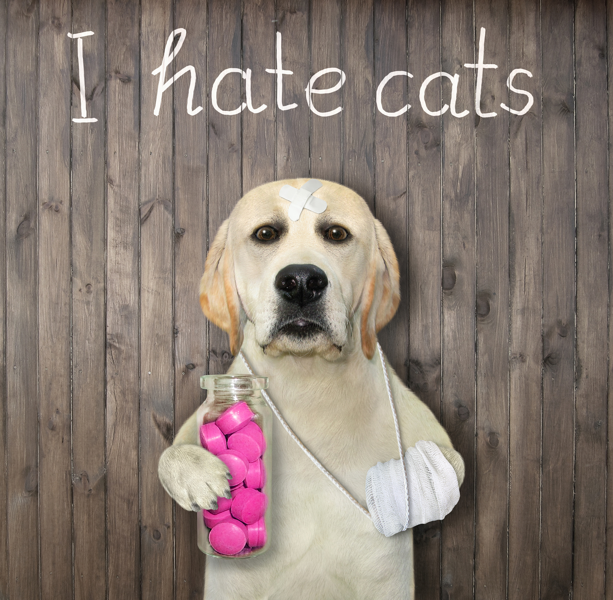 Should We Get a Dog? A Roommate Debate