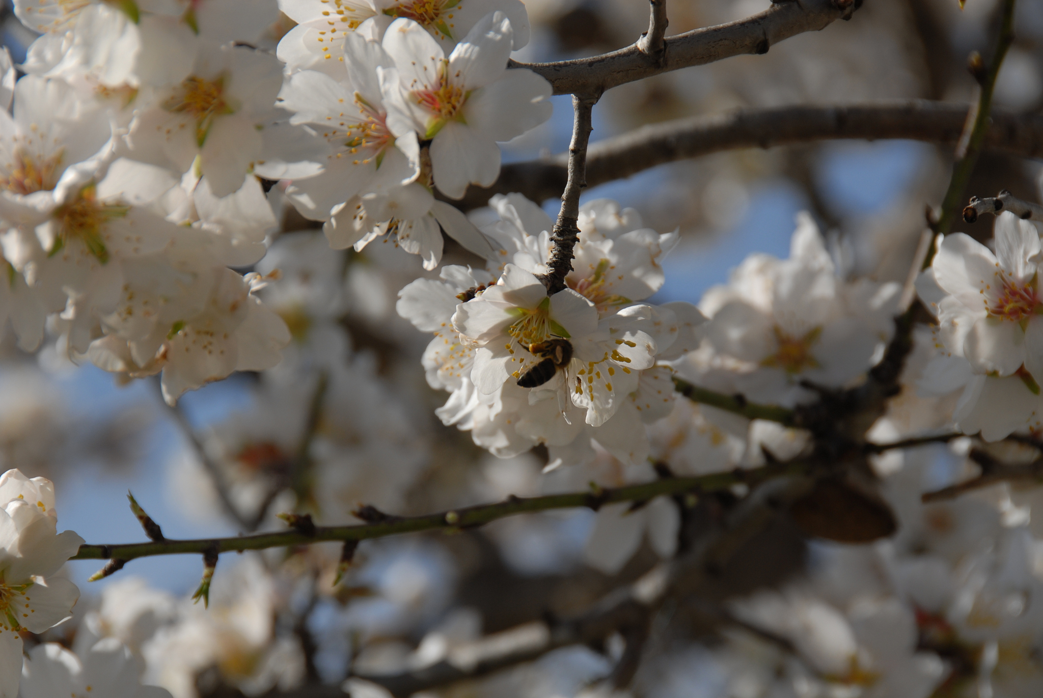 mandelblüte in spanien