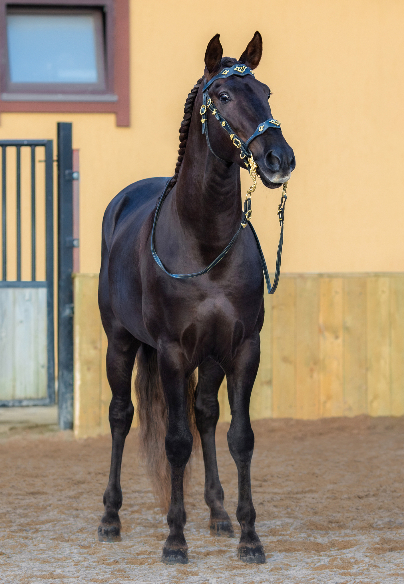 lusitano horse in portuguese baroque bridle.