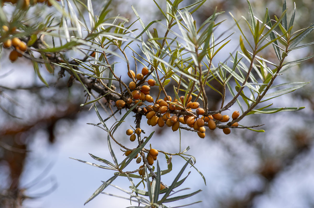 鼎鑫沙棘逆颜水凝蚕丝面膜的使用注意事项有哪些？