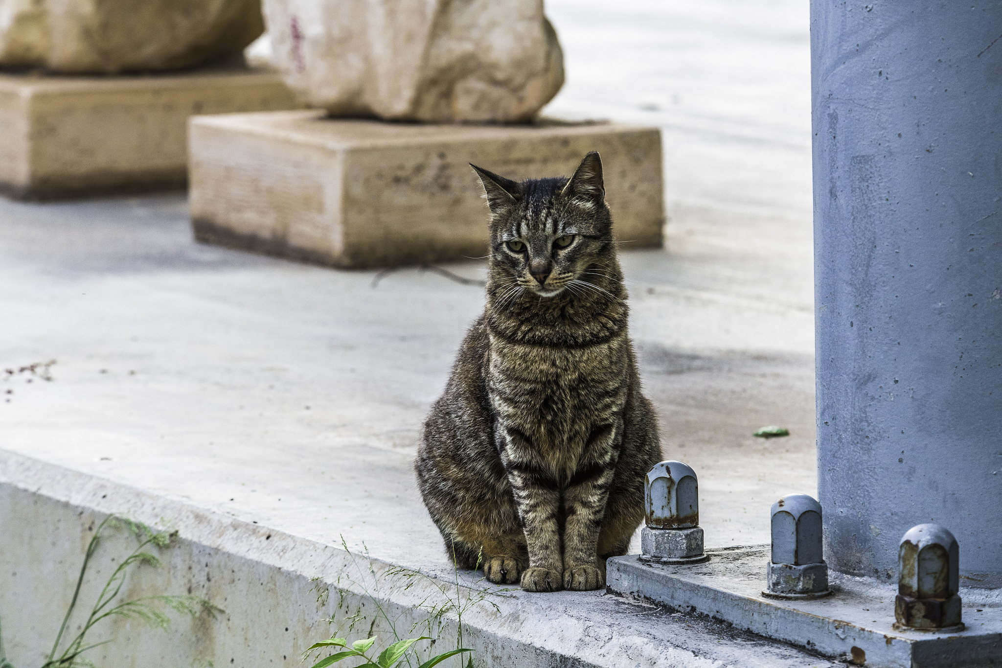 striped cat at the statues of the acropolis