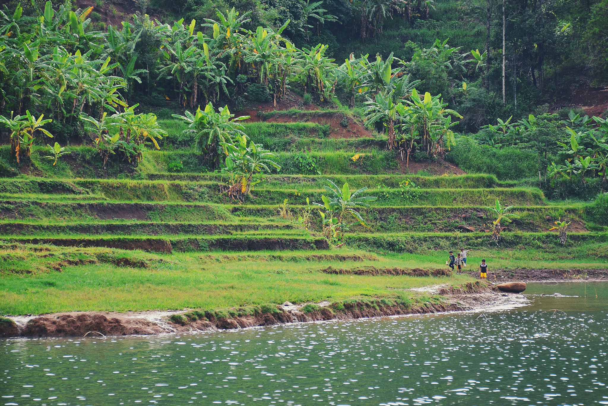 广西隆安金鸡滩有什么鱼帮我用200字详细描述