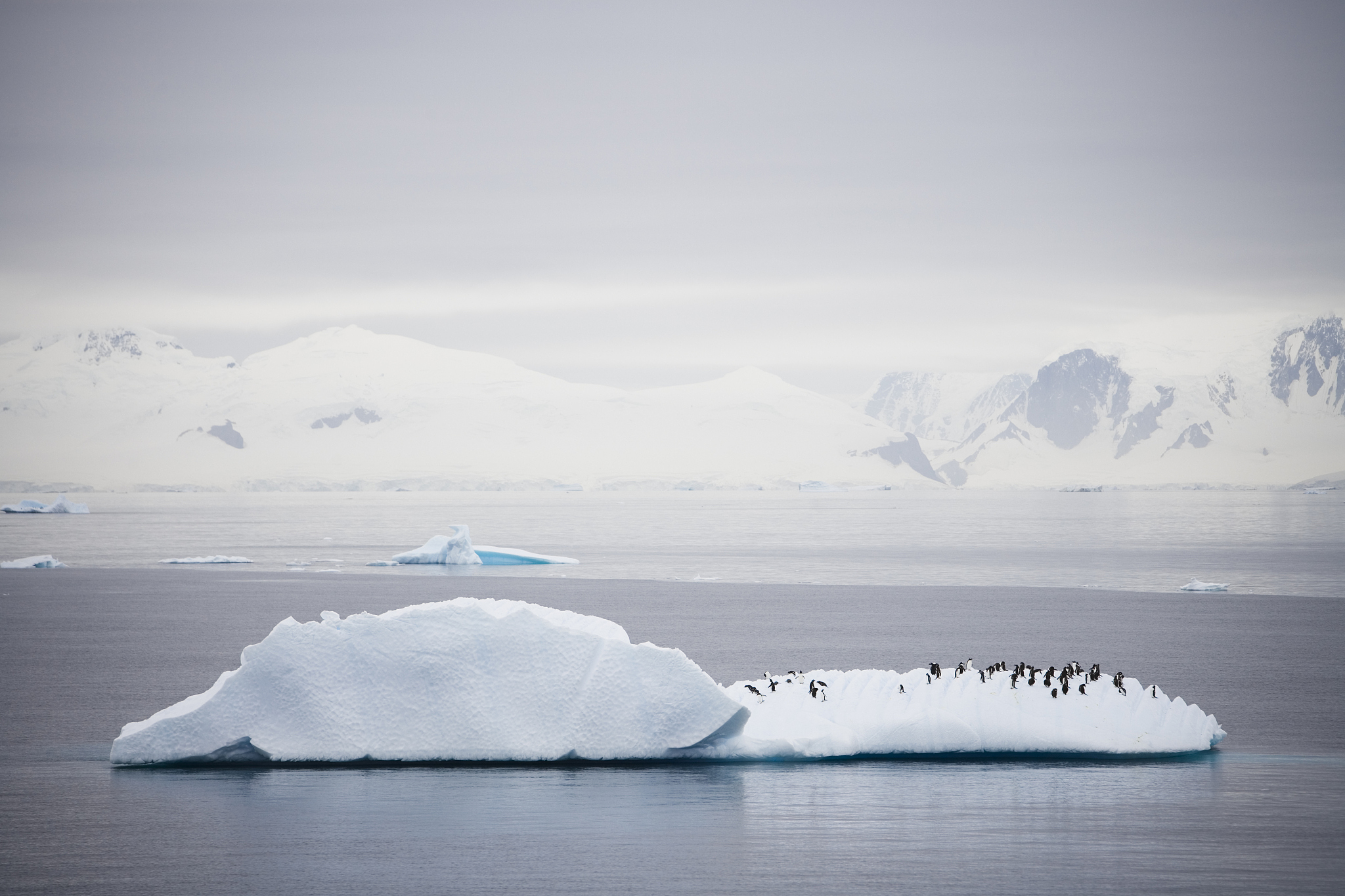 penguin iceberg