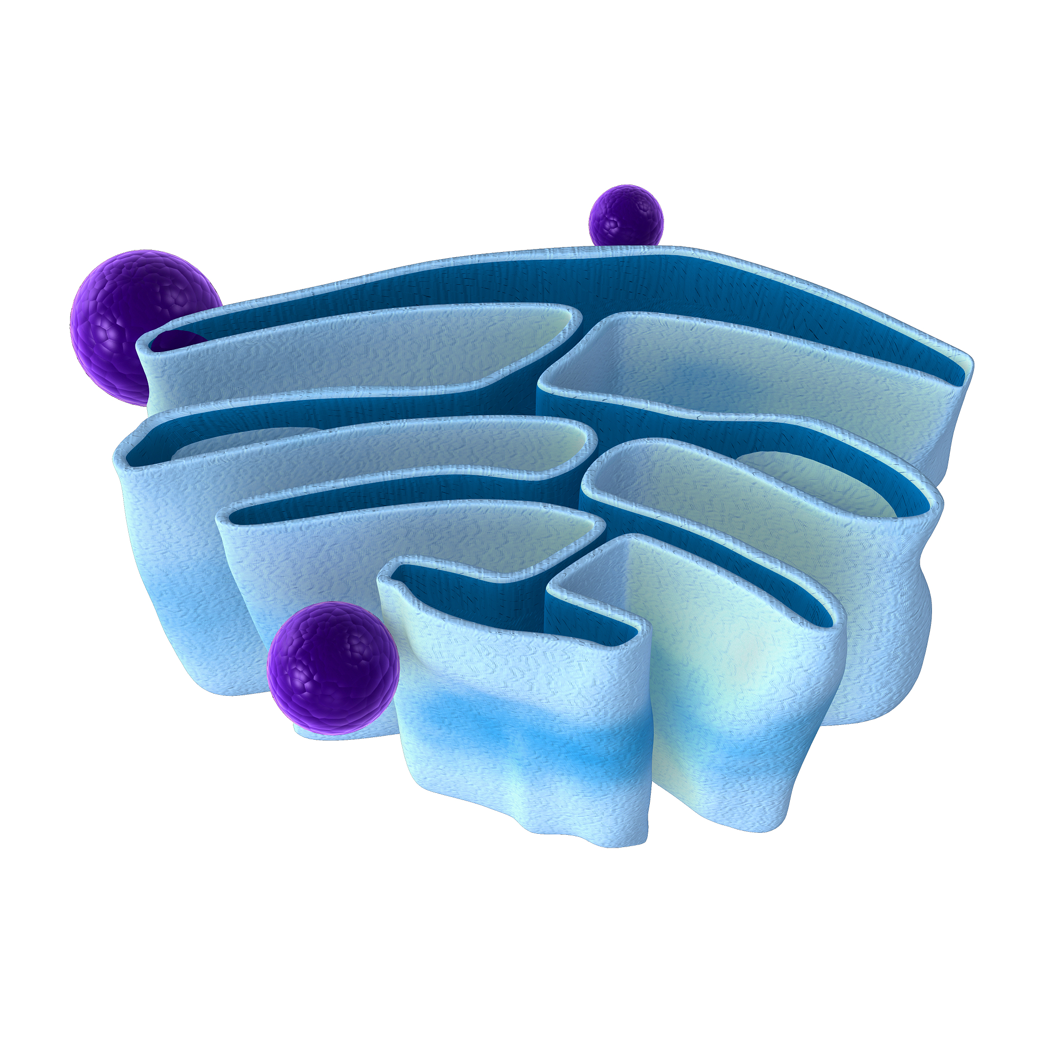 线粒体琥珀酸脱氢酶的作用