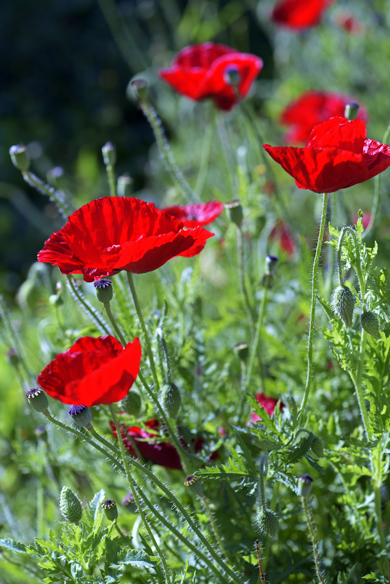 洛川职业中等专业学校园艺技术专业怎么样