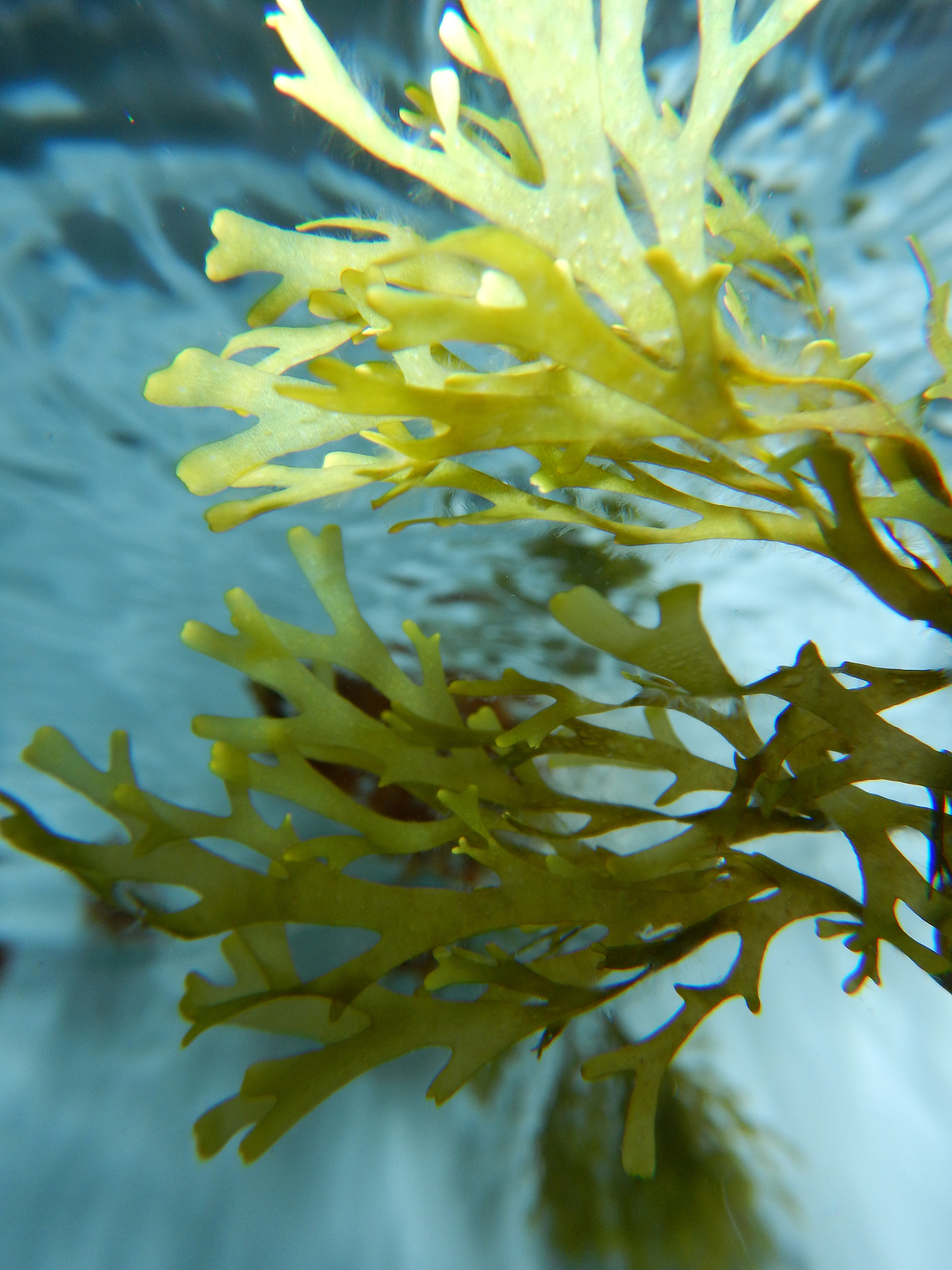 seaweed