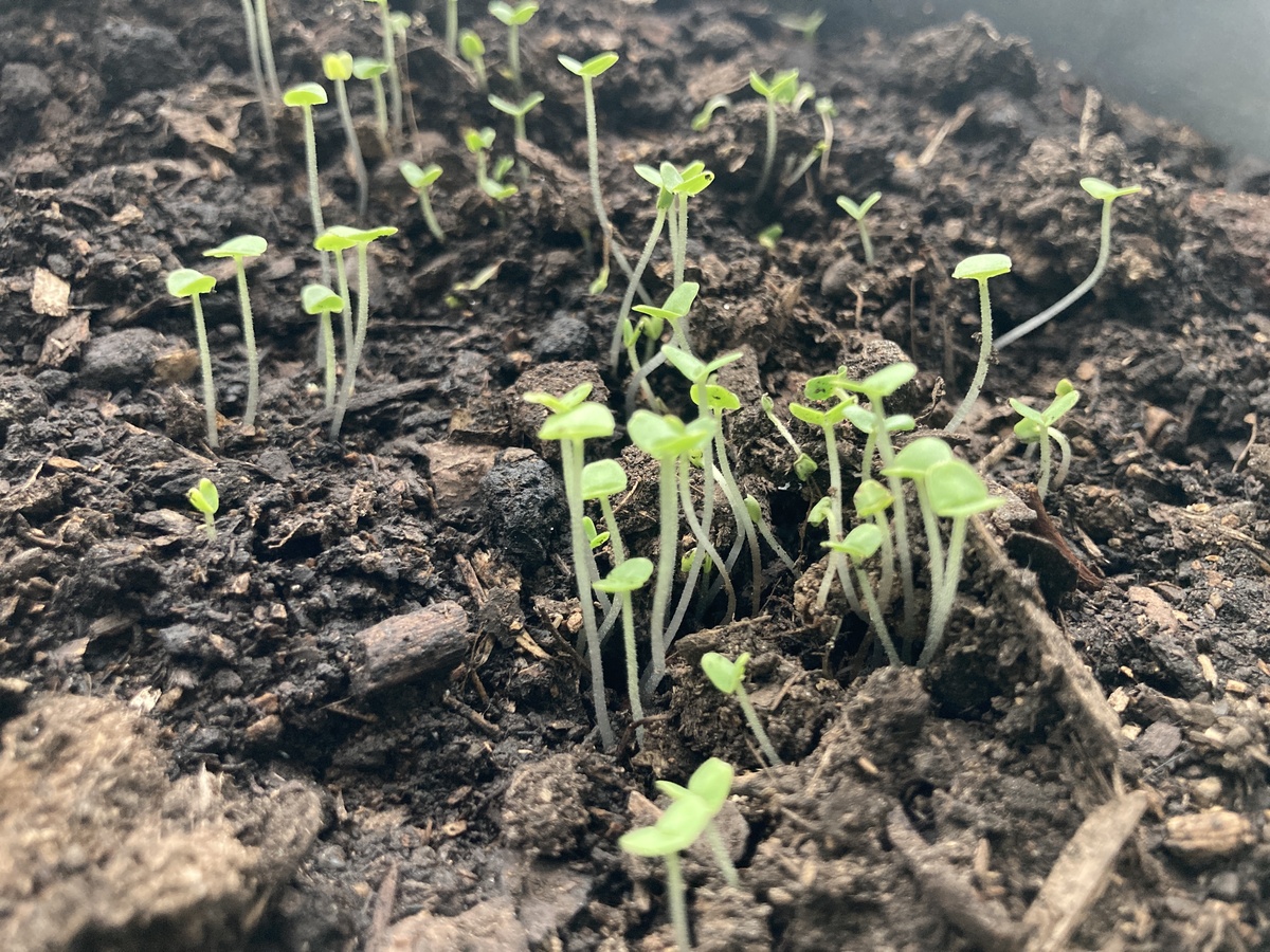 空心菜扦插几天生根什么时候种植1500字