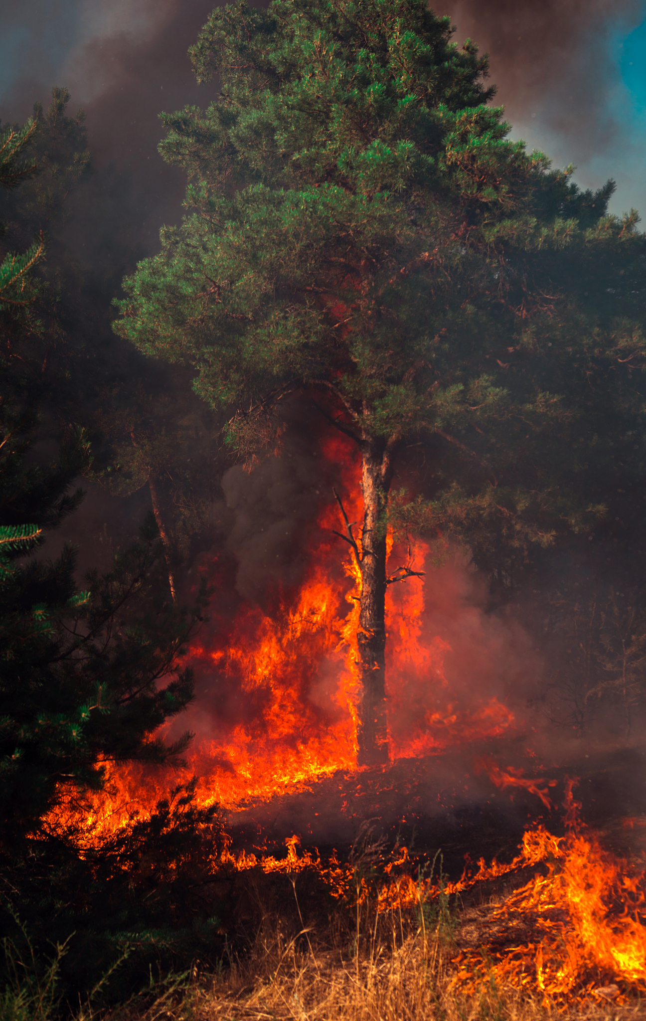 There is a pressing need for a better understanding of changing forest fire regimes worldwide especially to separate the relative effects of potential drivers that control burned areas Here we present