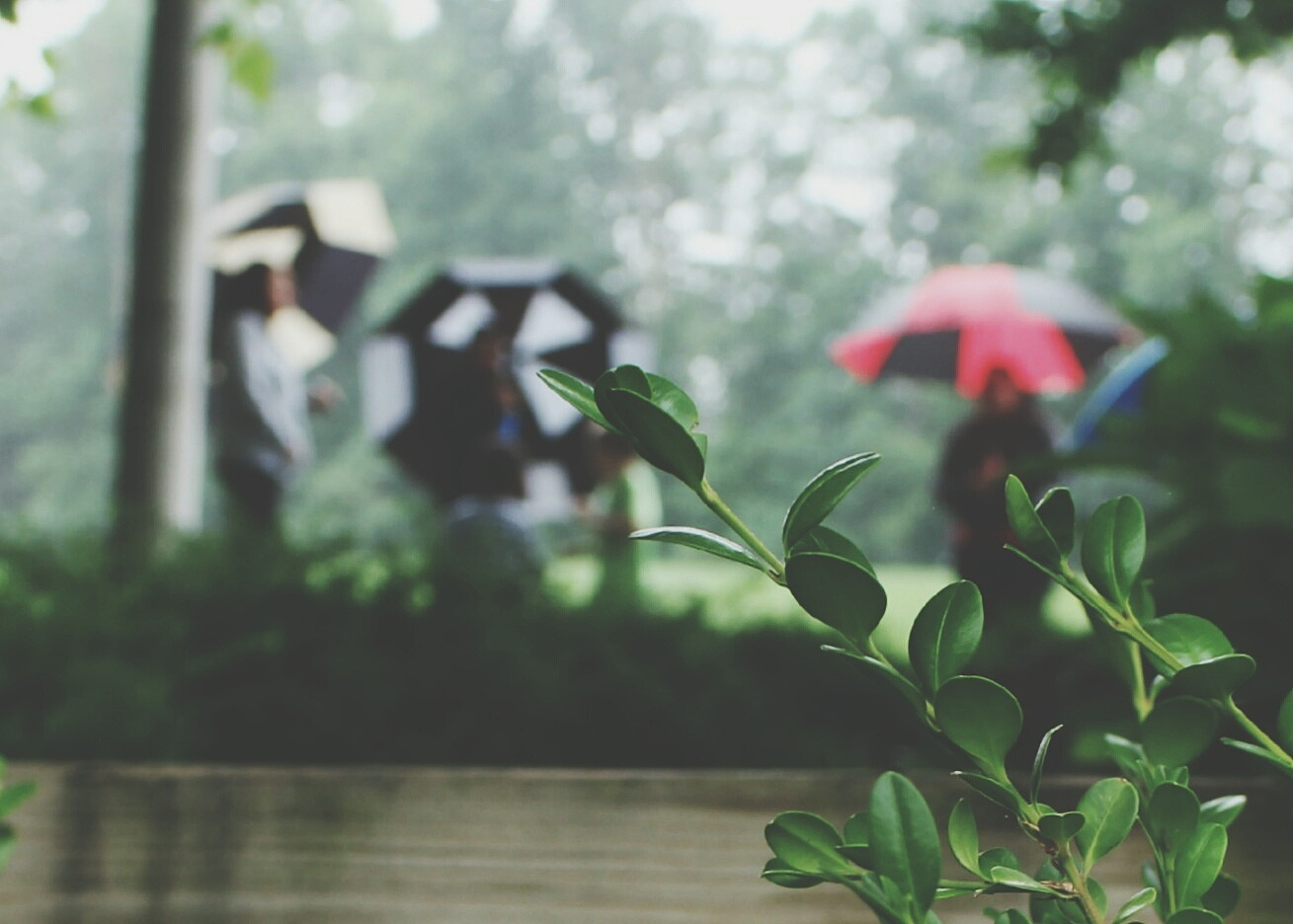 雨天读书的舒适与情感体验