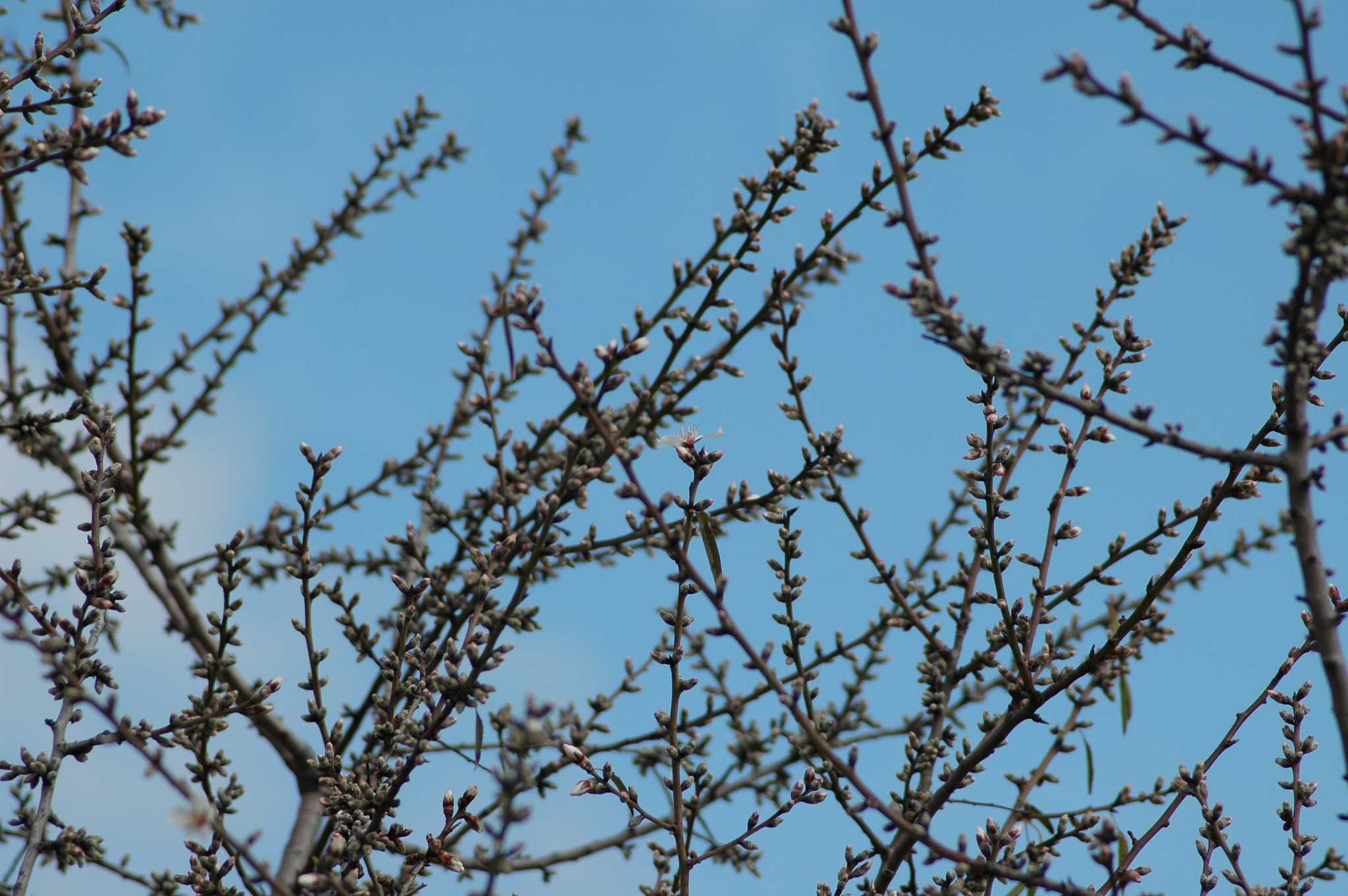 mandelblüte in spanien