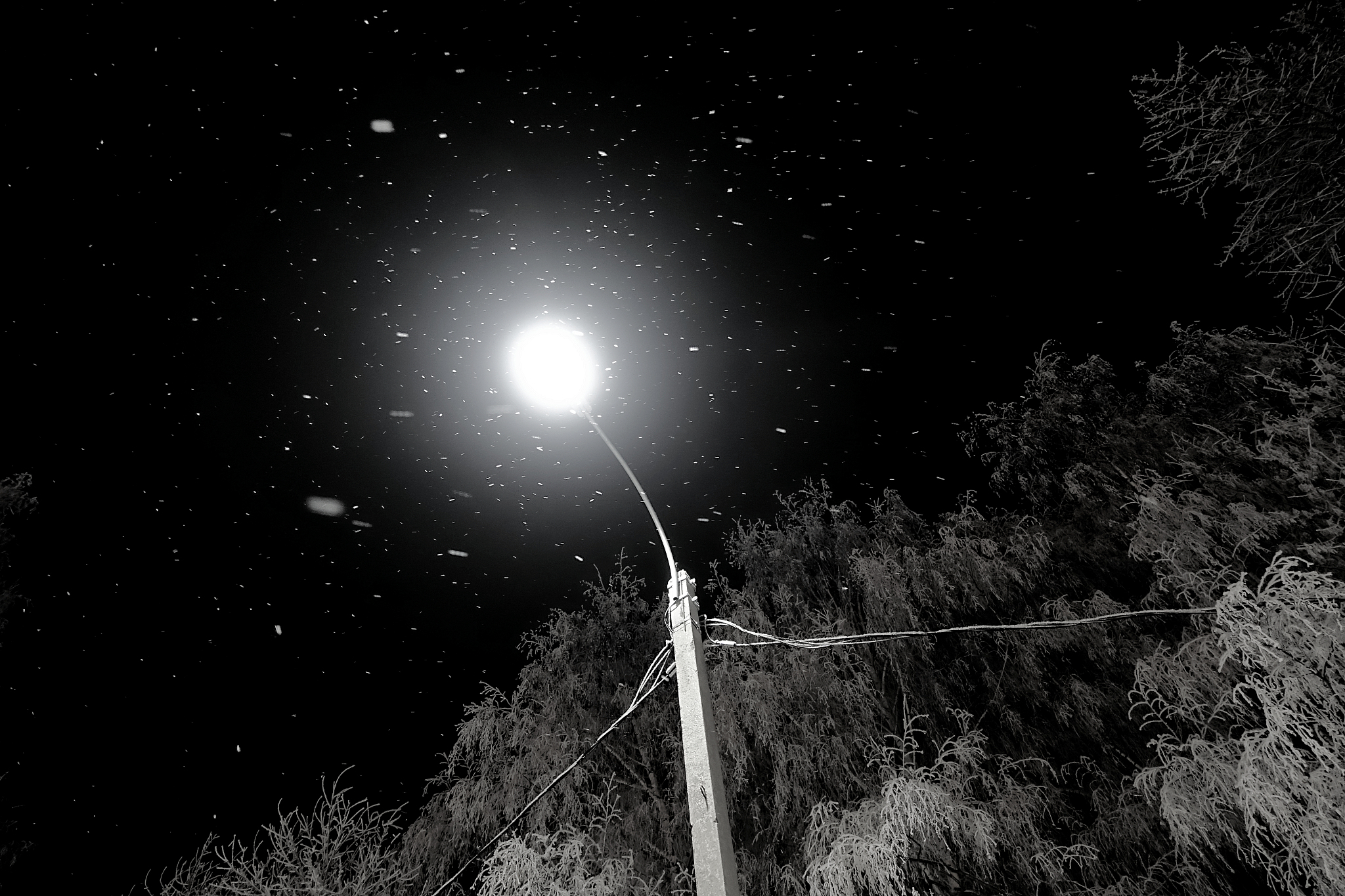 night sky. frozen tree covered in snow. snow falls in the light 