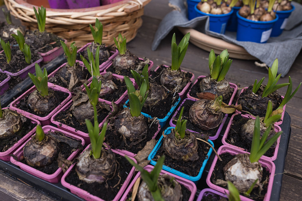 种植技术风信子种植指南
