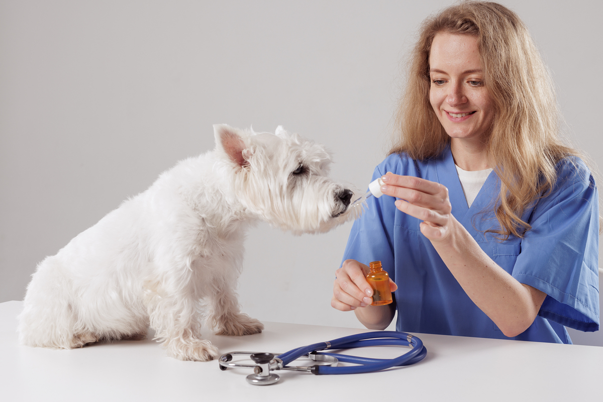 狗能学会说话吗？揭秘狗狗语言的秘密