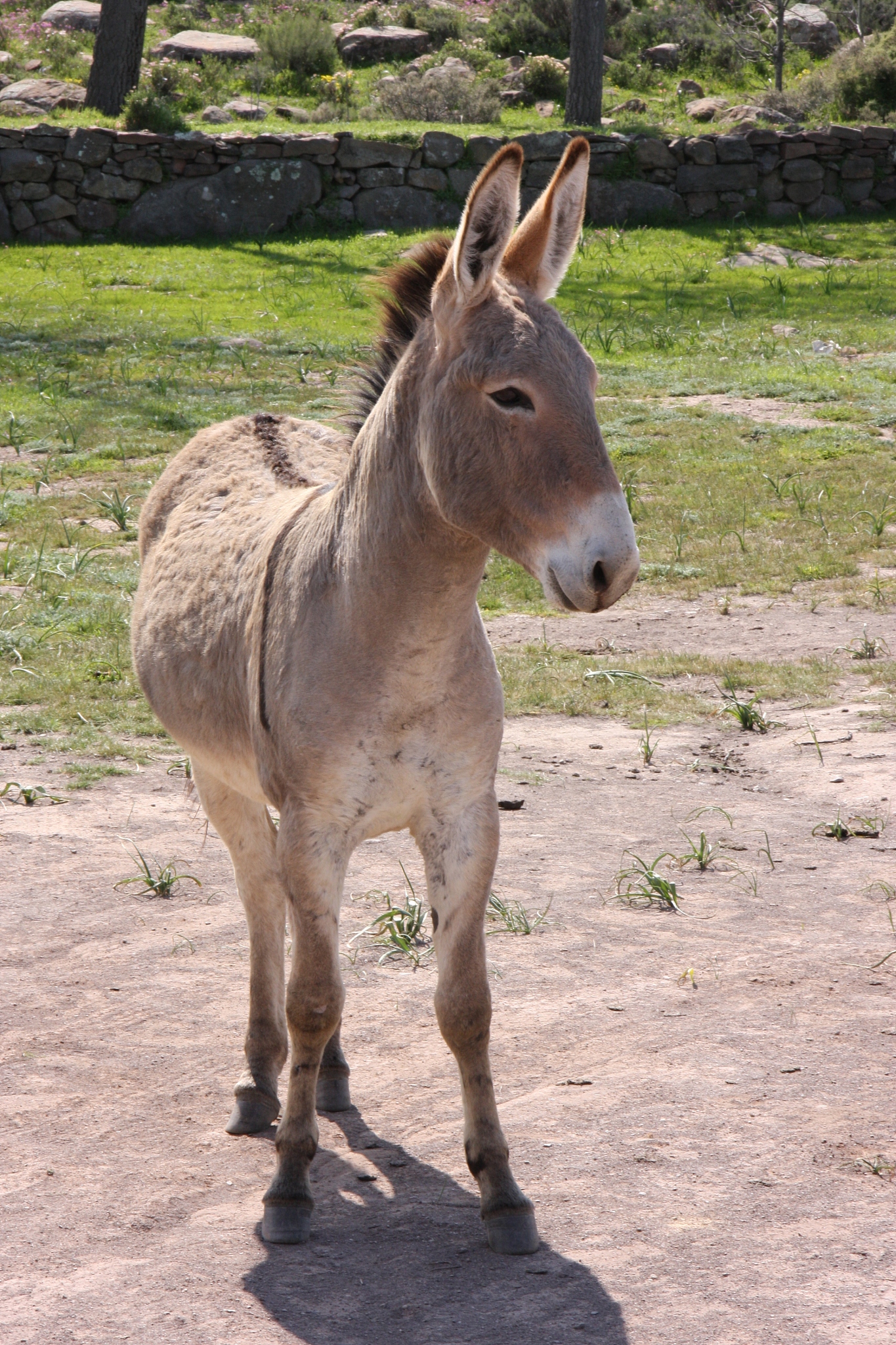 donkey