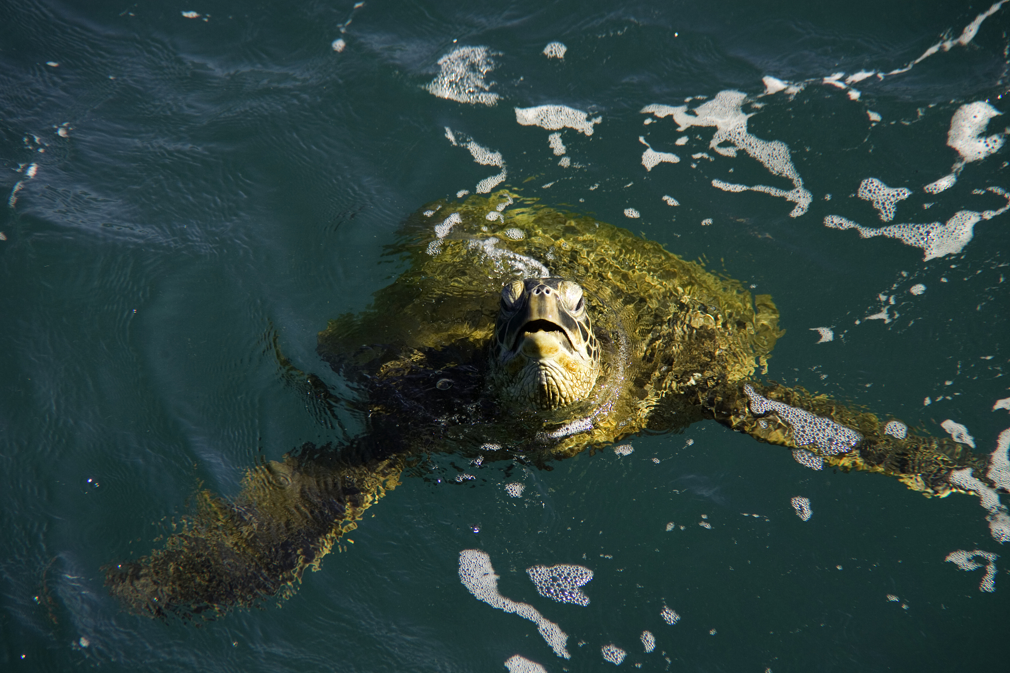 日本排放核污染水