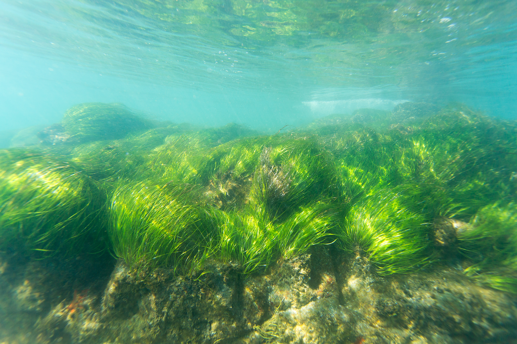 sea grass
