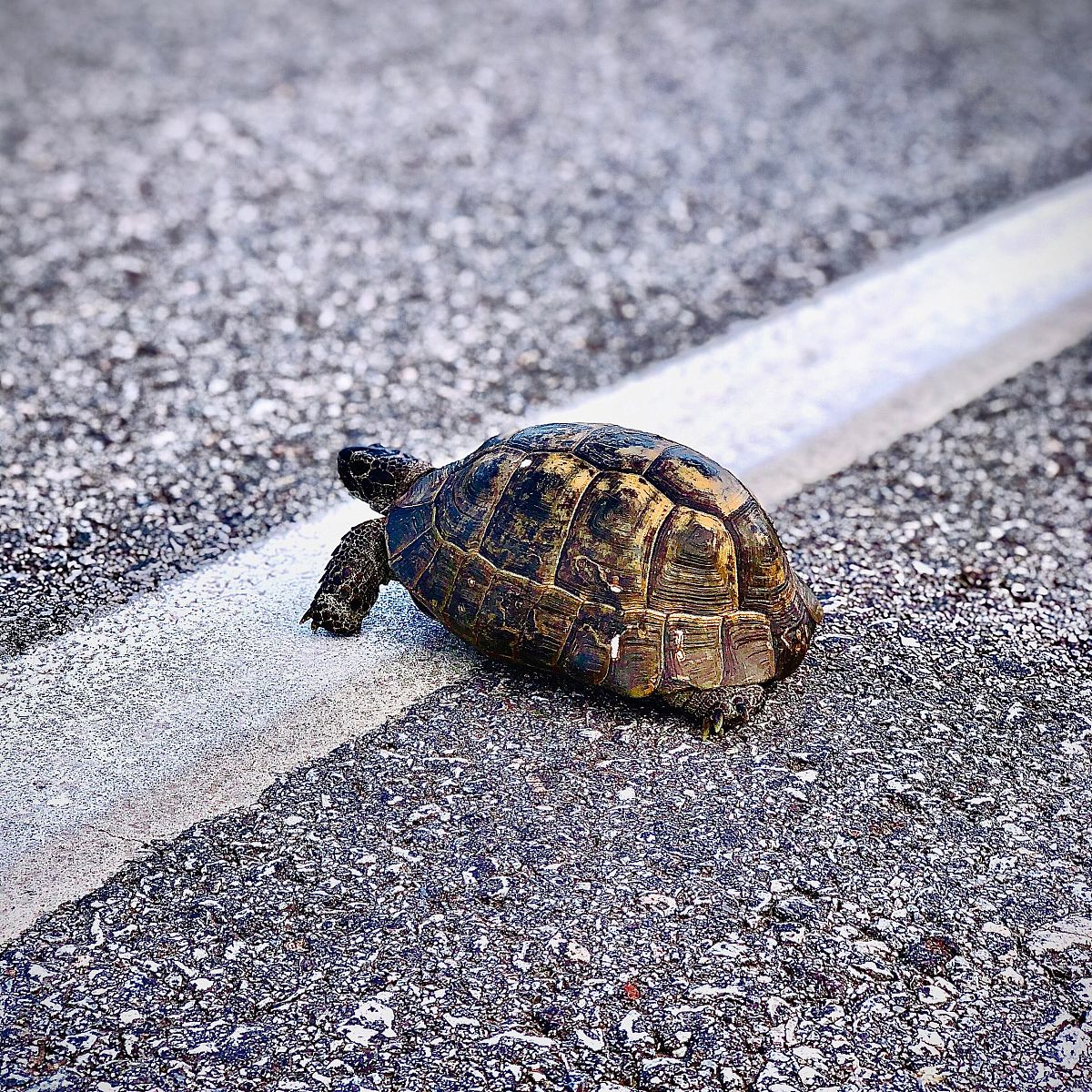 1200字关于不想养猫狗？冷门宠物大合集来啦！