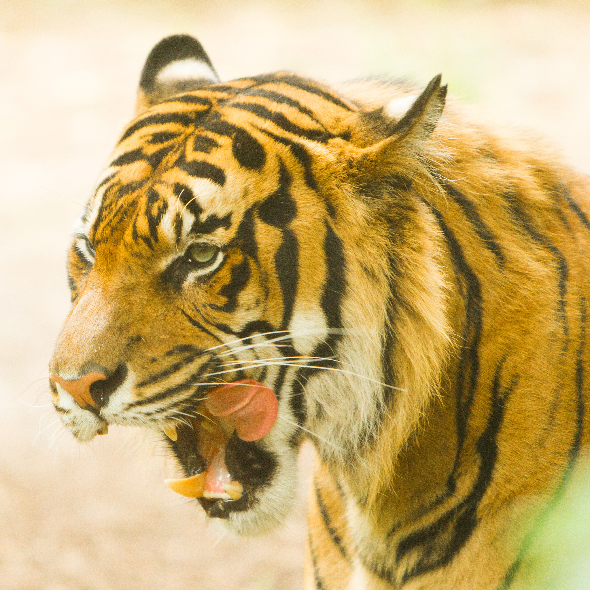 生肖虎 帮我用250字描述