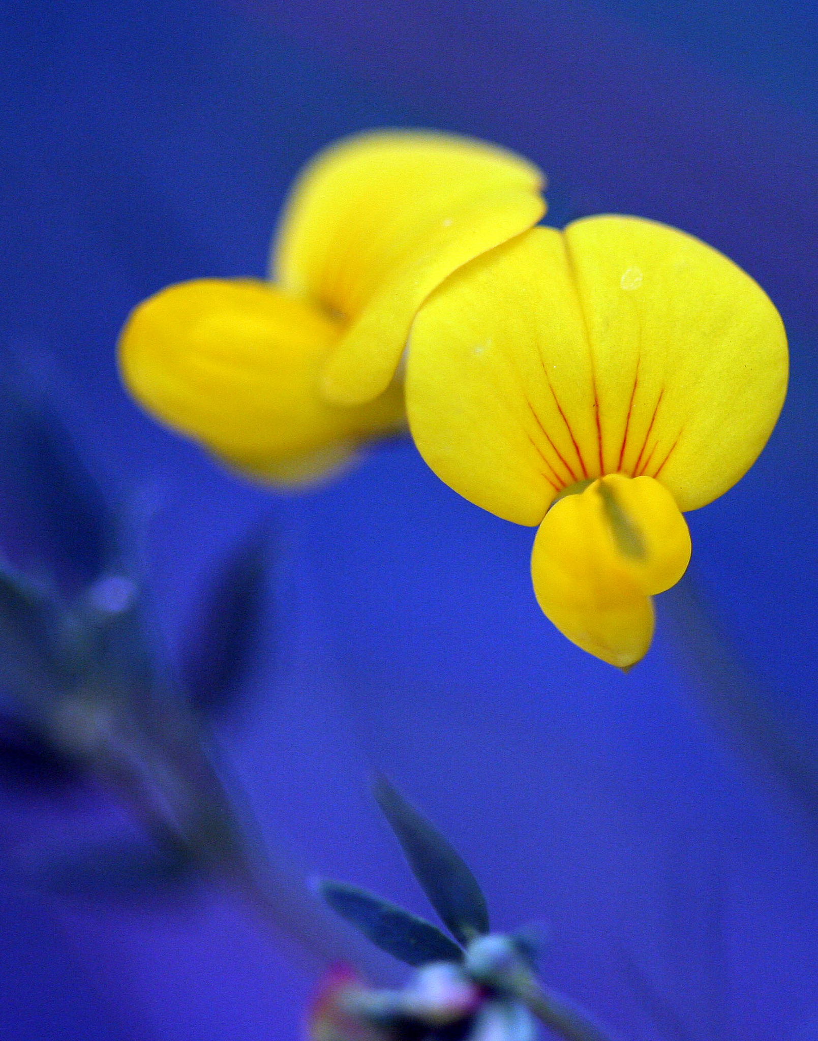 Lotus corniculatus L. - A Perennial Herb in the Legume Family