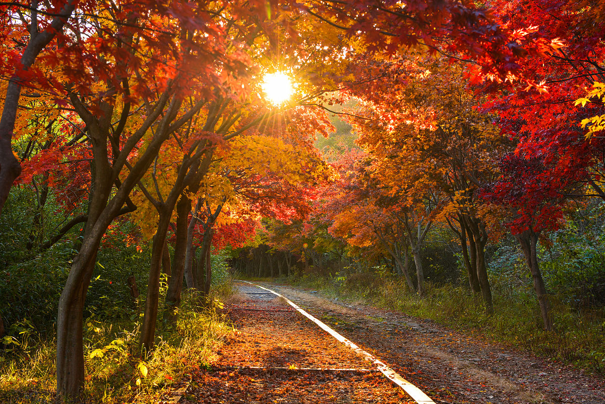 秋日漫步：感受自然之美，珍惜生命之光