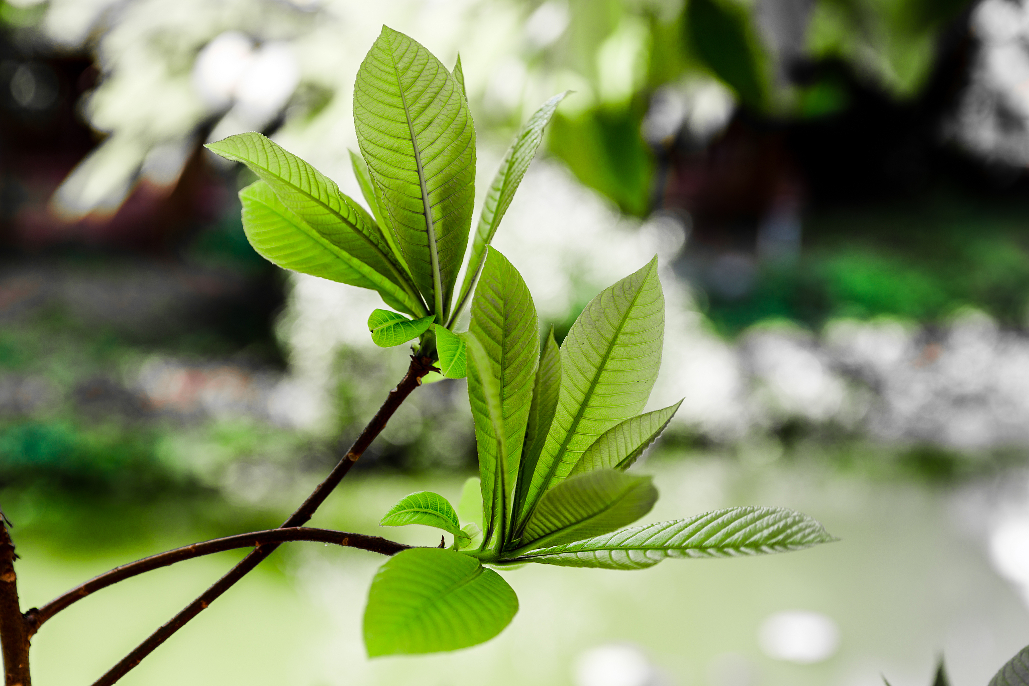 茶树纯露的功效与作用