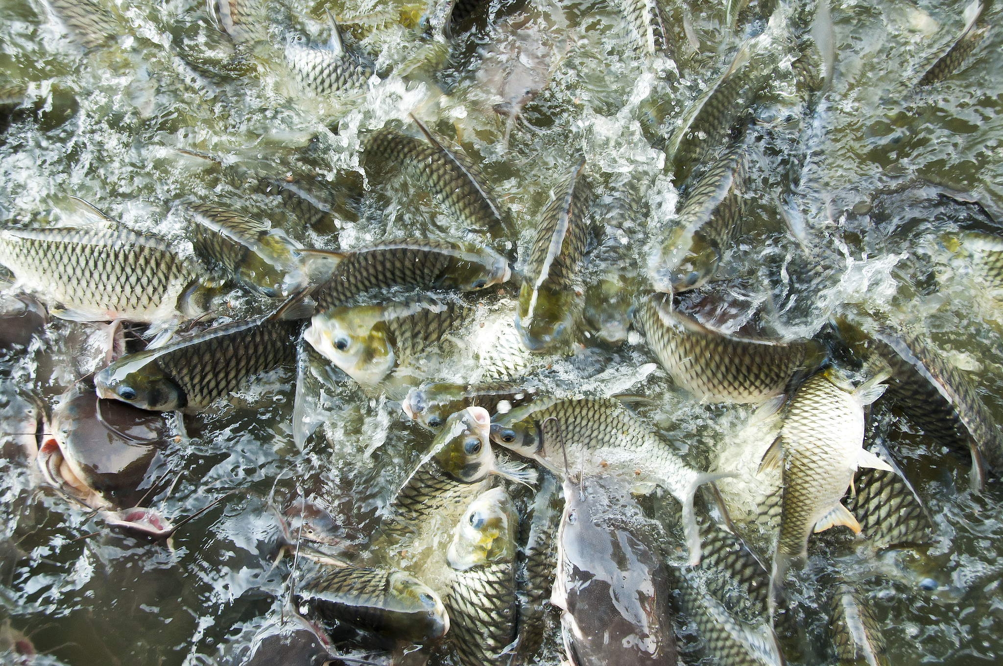 河里面有些什么鱼