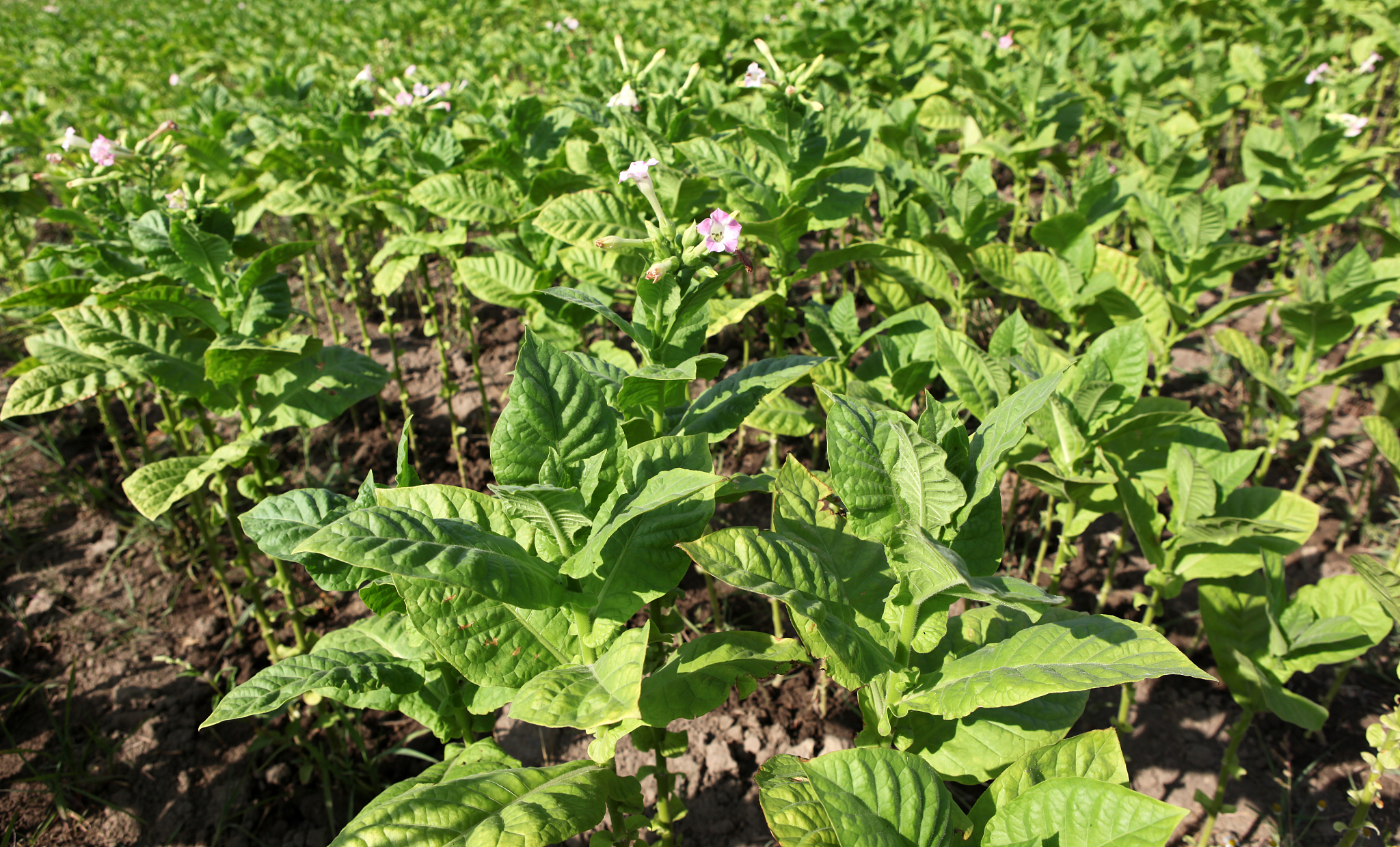 tobacco plants