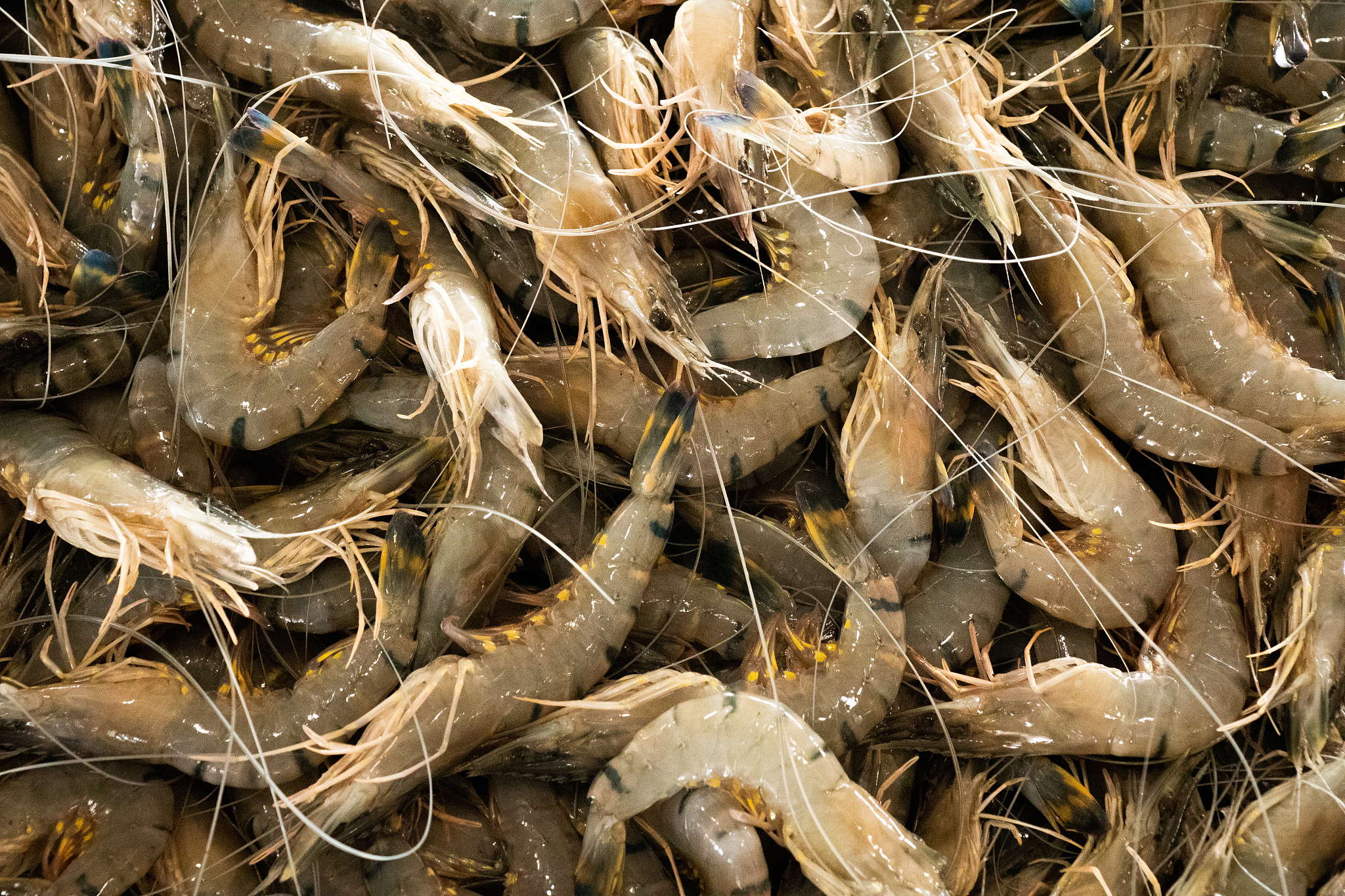 raw jumbo prawns in the market closeup