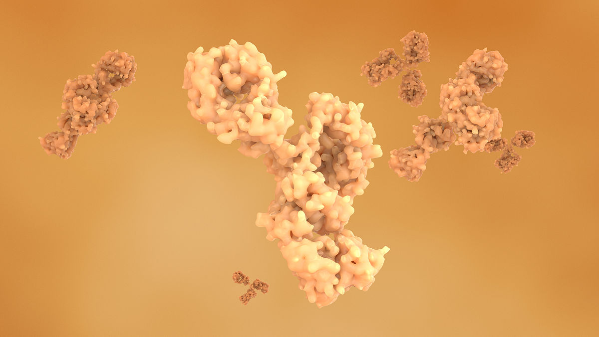 IgM抗体：免疫系统早期防御的关键