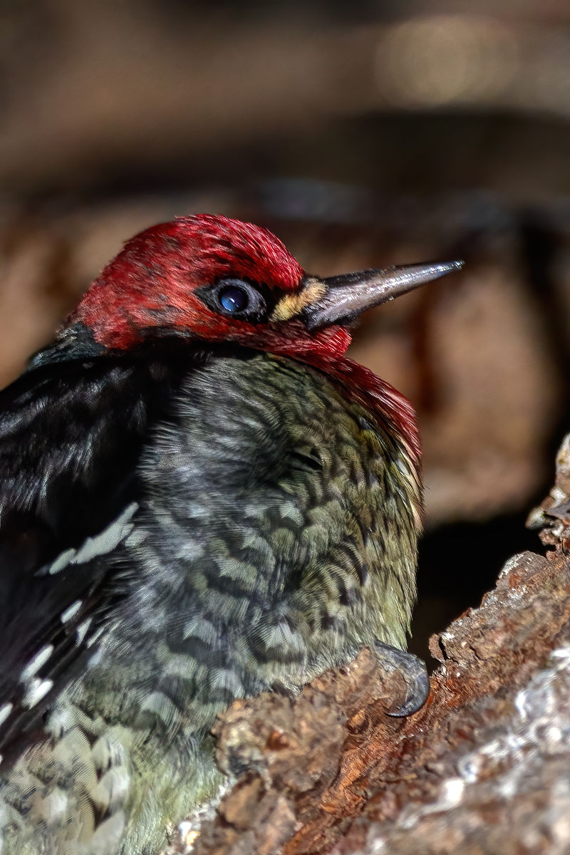 鼎鑫沙棘植物盖片功效：提升免疫力、保护心血管、抗疲劳等