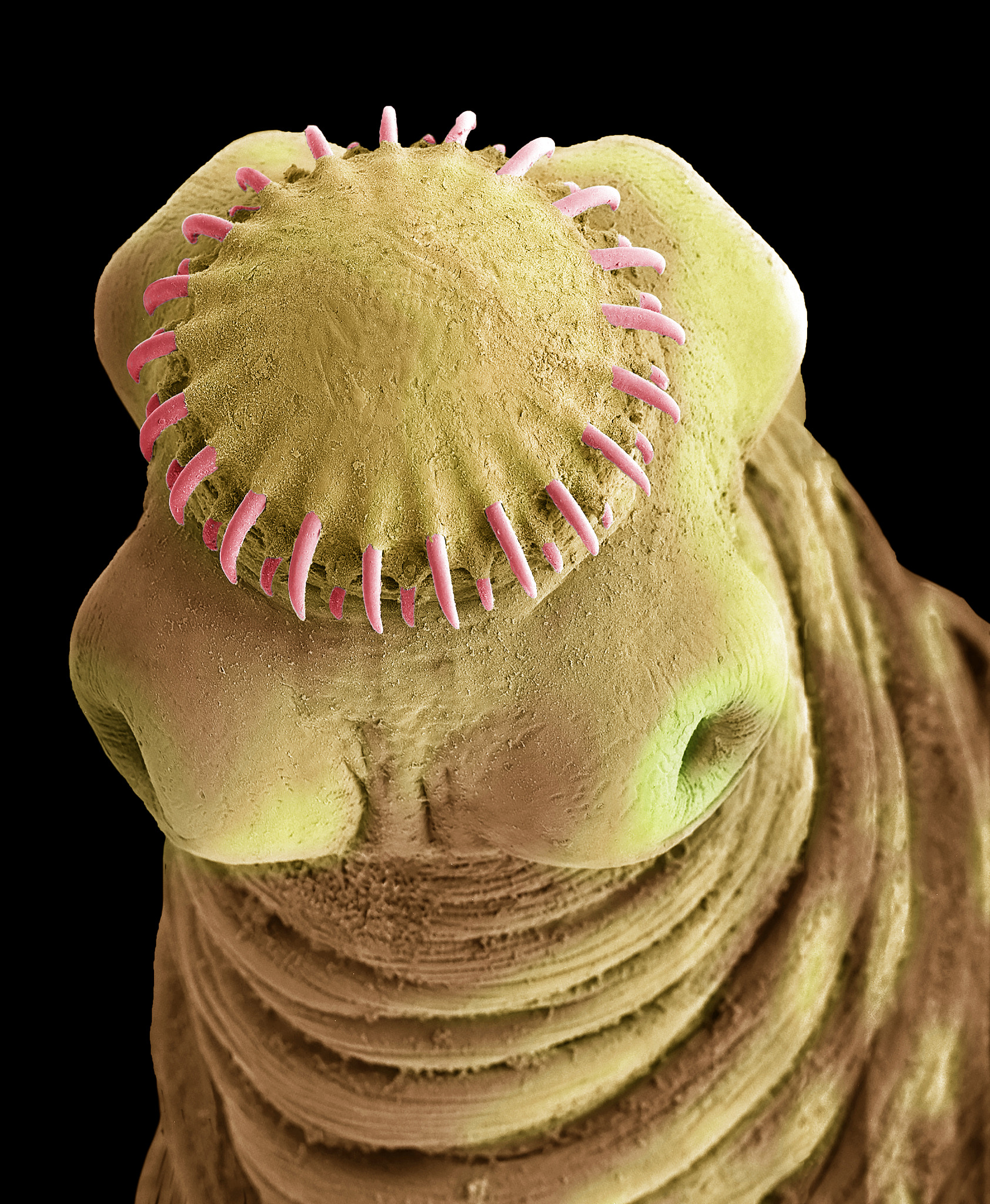 狗狗寄生虫感染