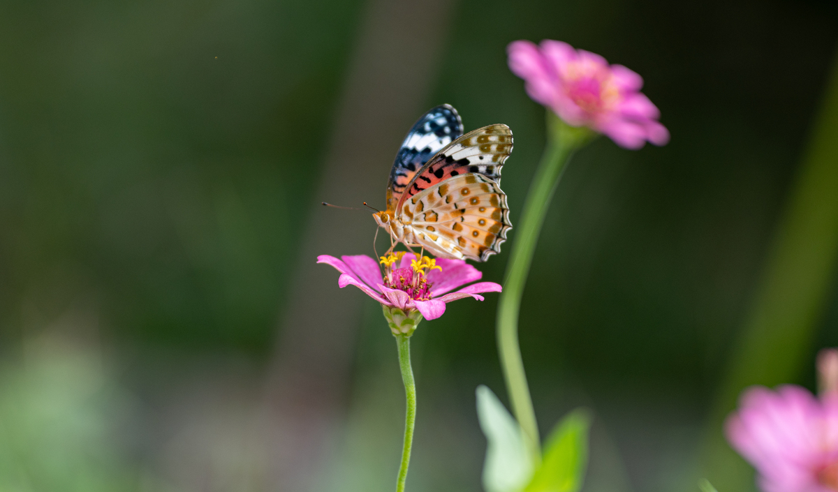 一朵盛开的花朵