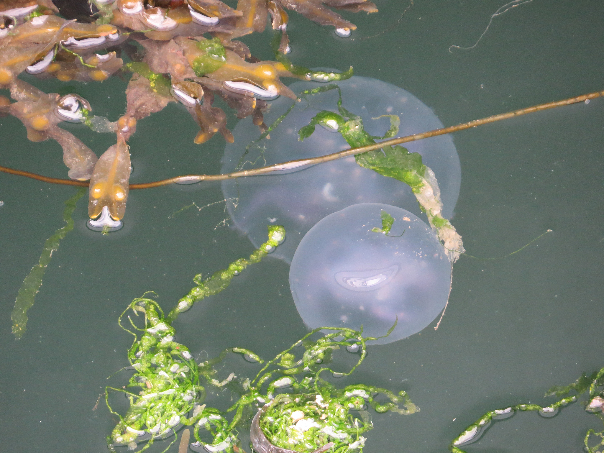 jellyfish