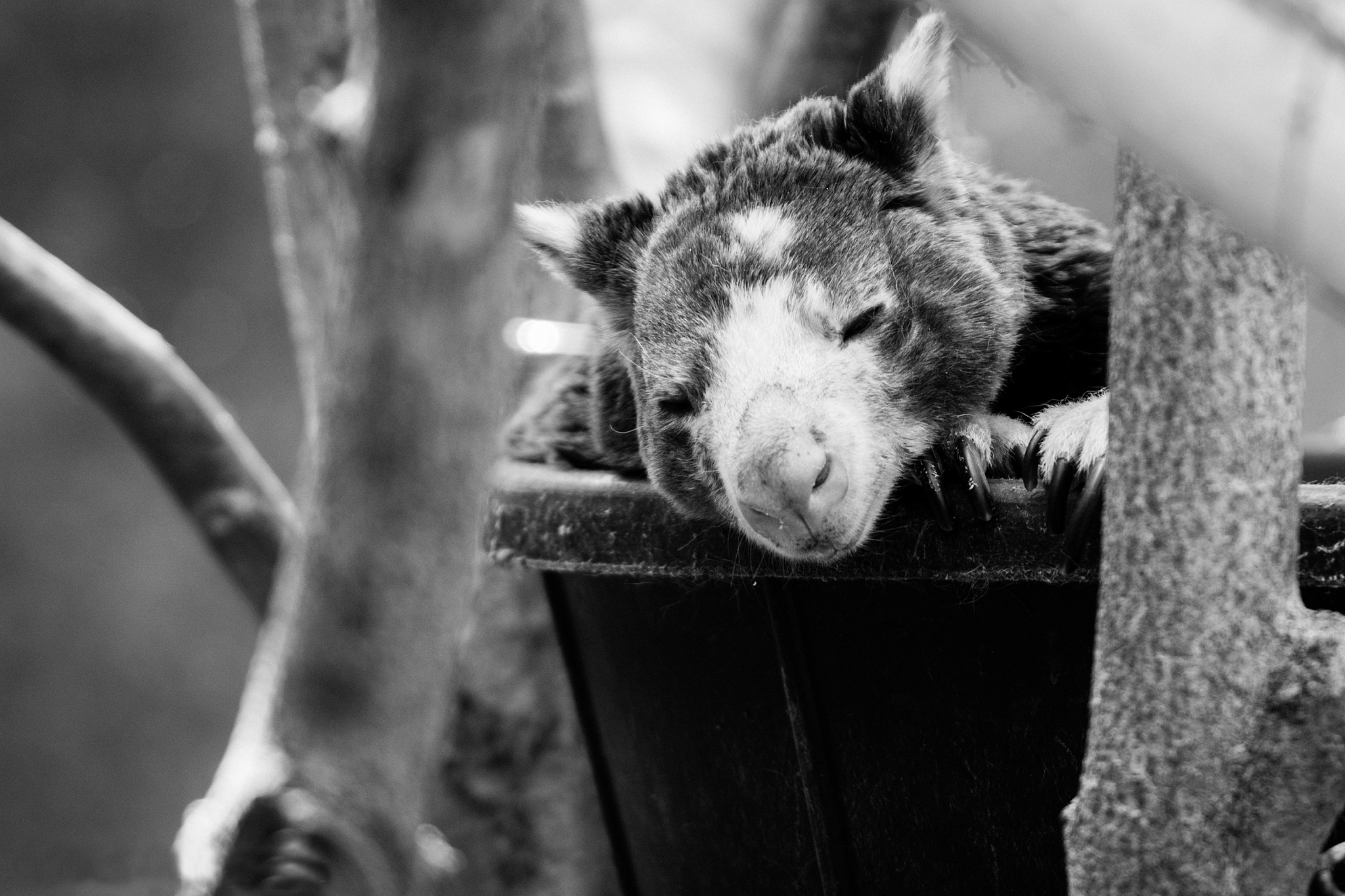 龙猫的近亲是哪些