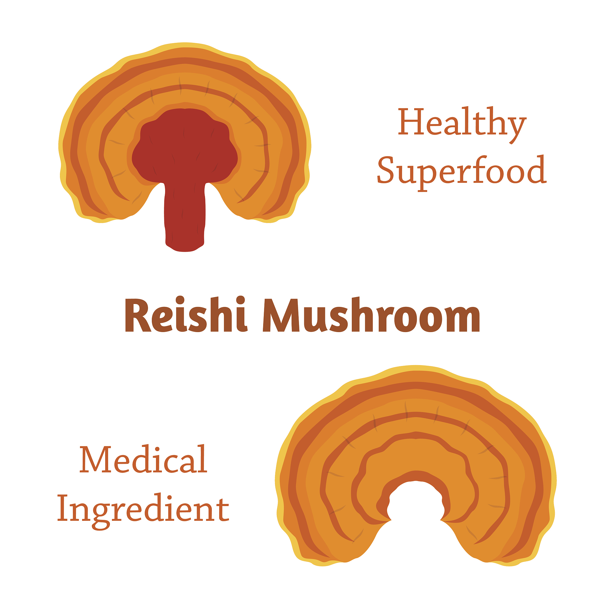 细菌糖被的功能：养料储存、抗干燥、致病性及生物膜形成