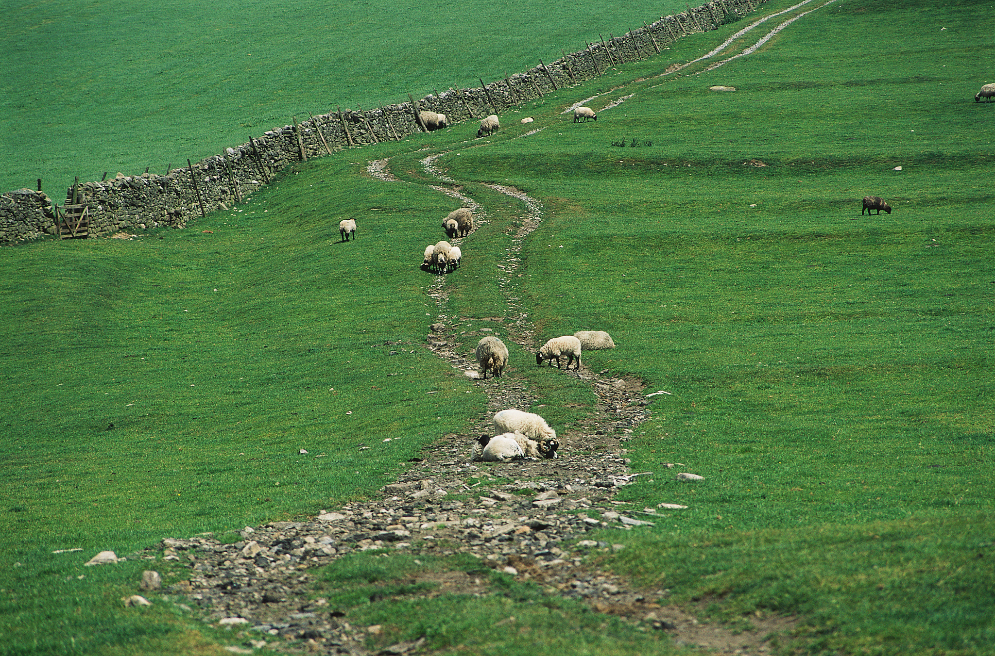翻译：Natural grasslands have been facing numerous problems including degradation overgrazing weak drought resistance and ecological deterioration The productivity of grasslands is low with significant d