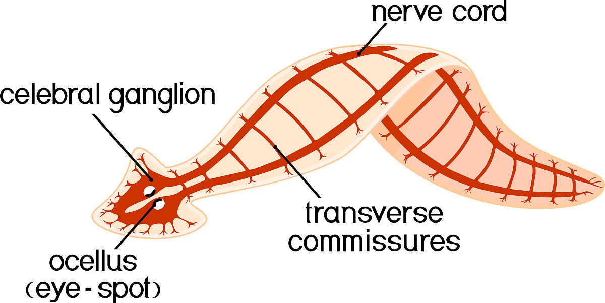Derivative of y = 3x^18 + ln(x)