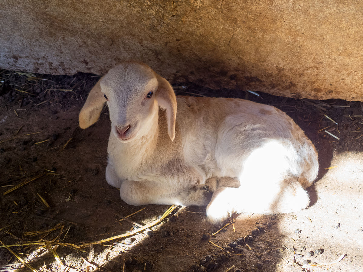 羊耳朵夾层有积液面积扩大很快是什么原因怎么办？帮我用200字详细描述