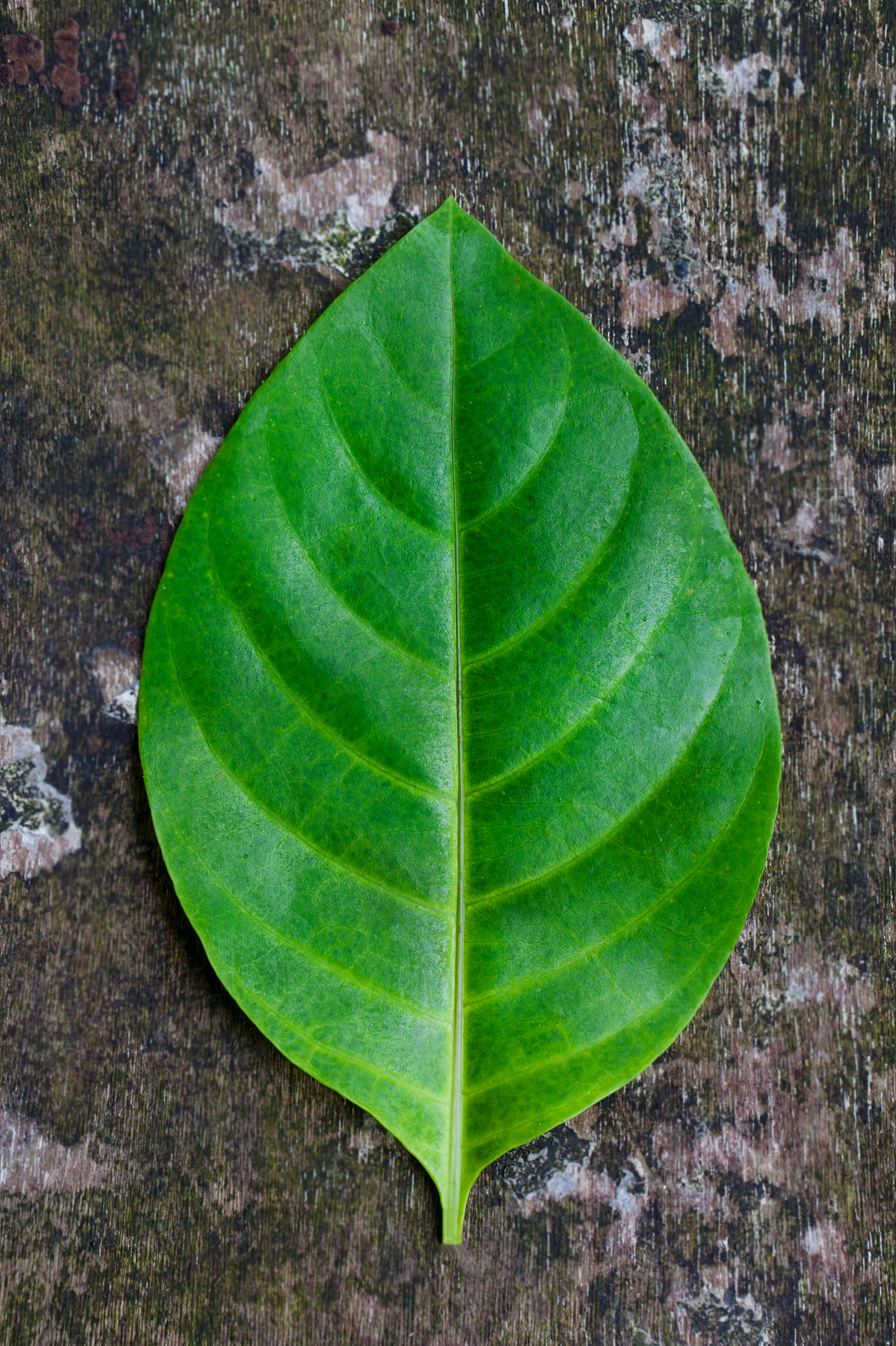 tropical green leaf on aged natural wooden surface. copy space. 