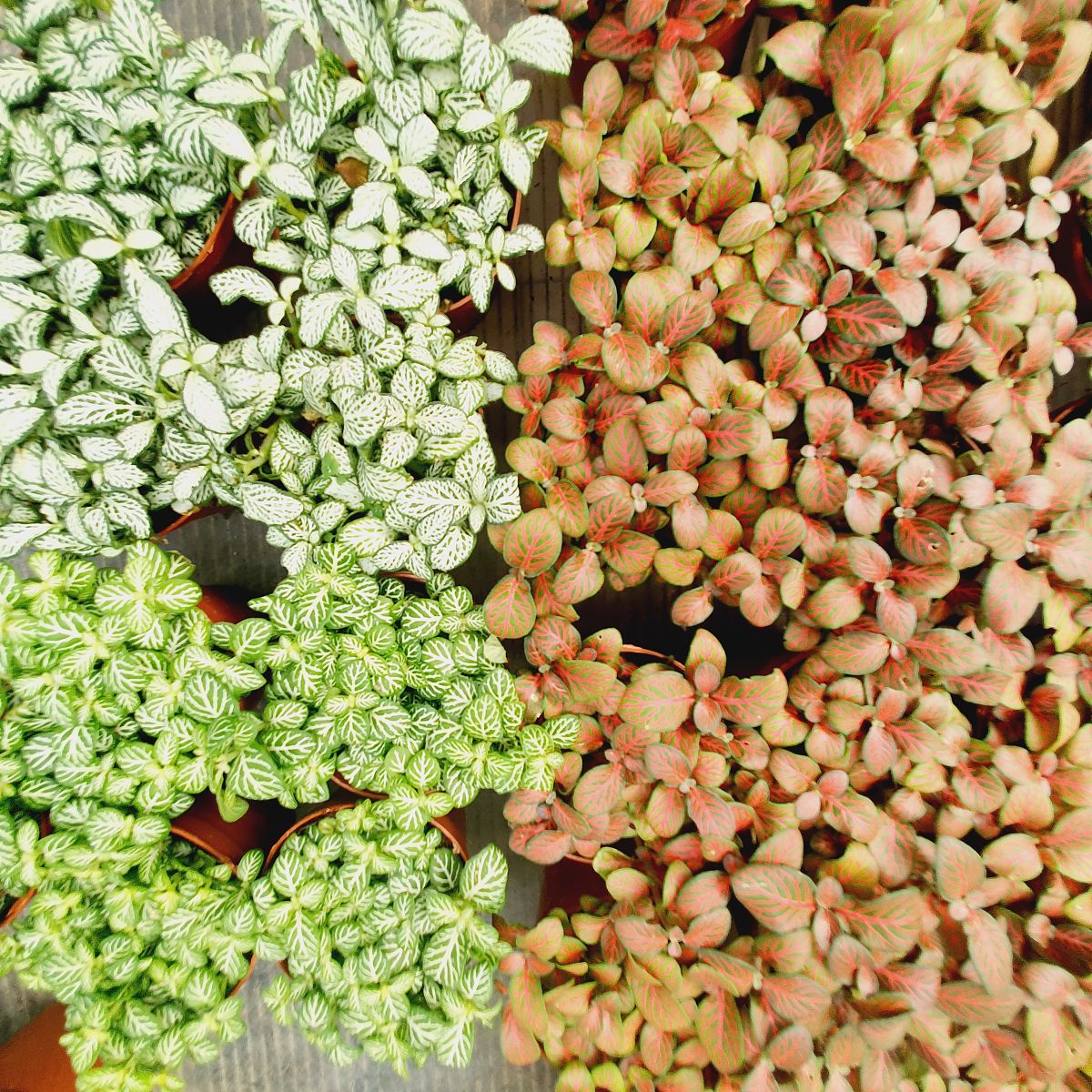 龙爪菊能喂小鸡雏吗？ - 答案：不能！