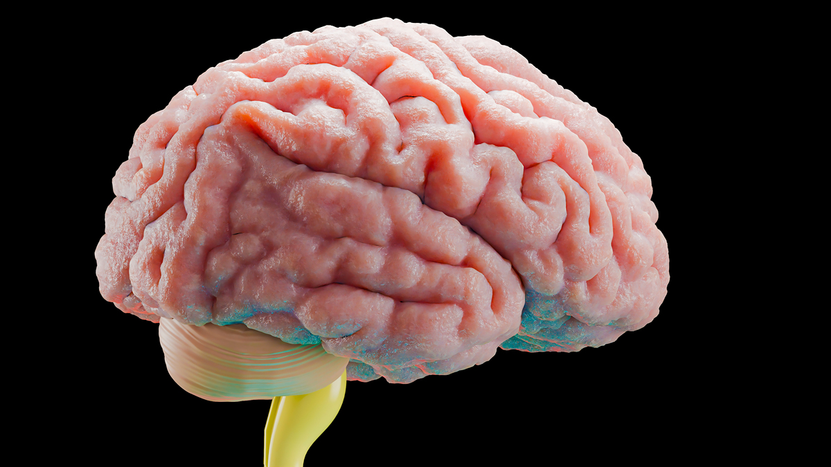 29	The	_____	a	brain	stem	structure	is	involved	in	regulating	body	functions	needed	for	survival	such	as	breathing	and	heartbeata cerebellum							 b medulla							 c thalamus							 d amygdala